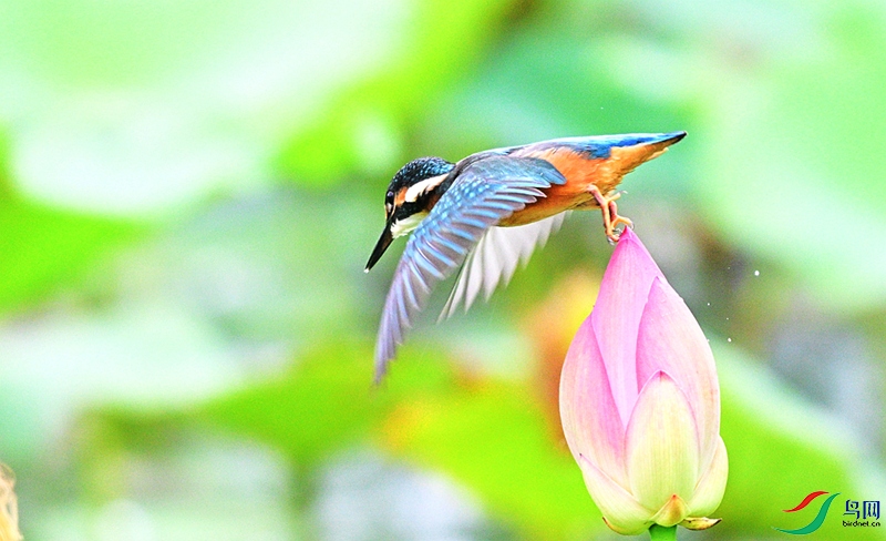 DSC_4651.JPG