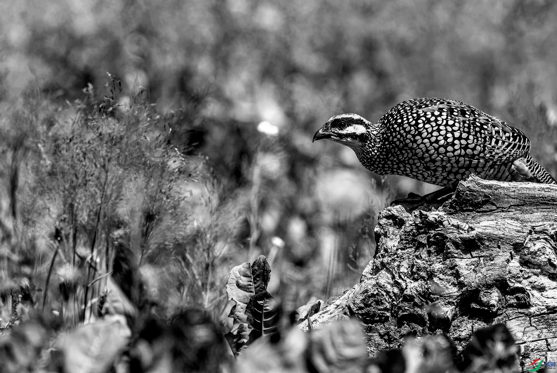 �л���� (5)-02.jpg