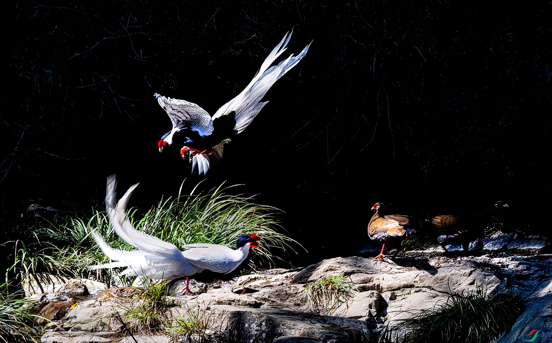 060A0054 ����-Sha---1 .jpg