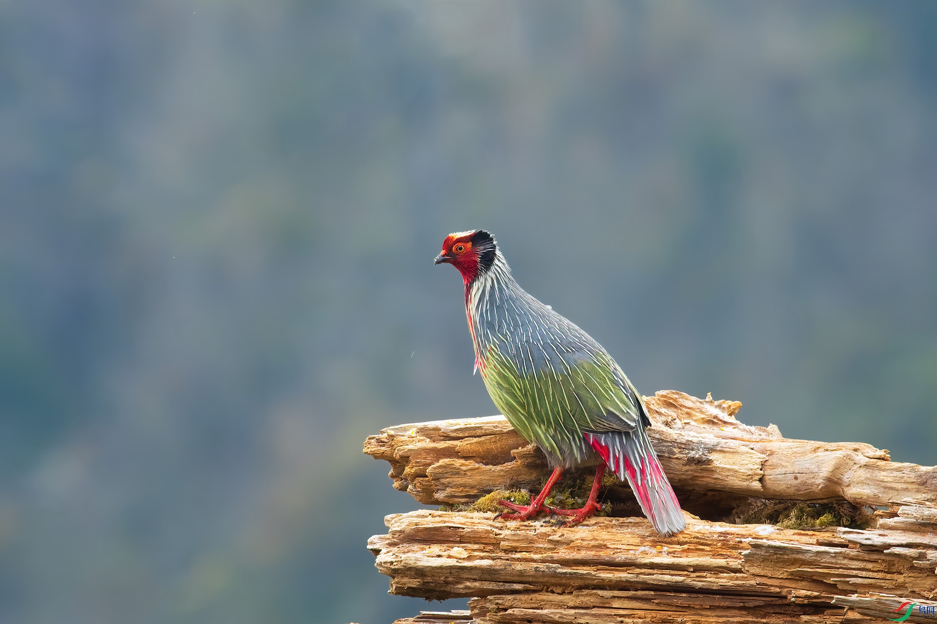 DSC_6325-1.jpg