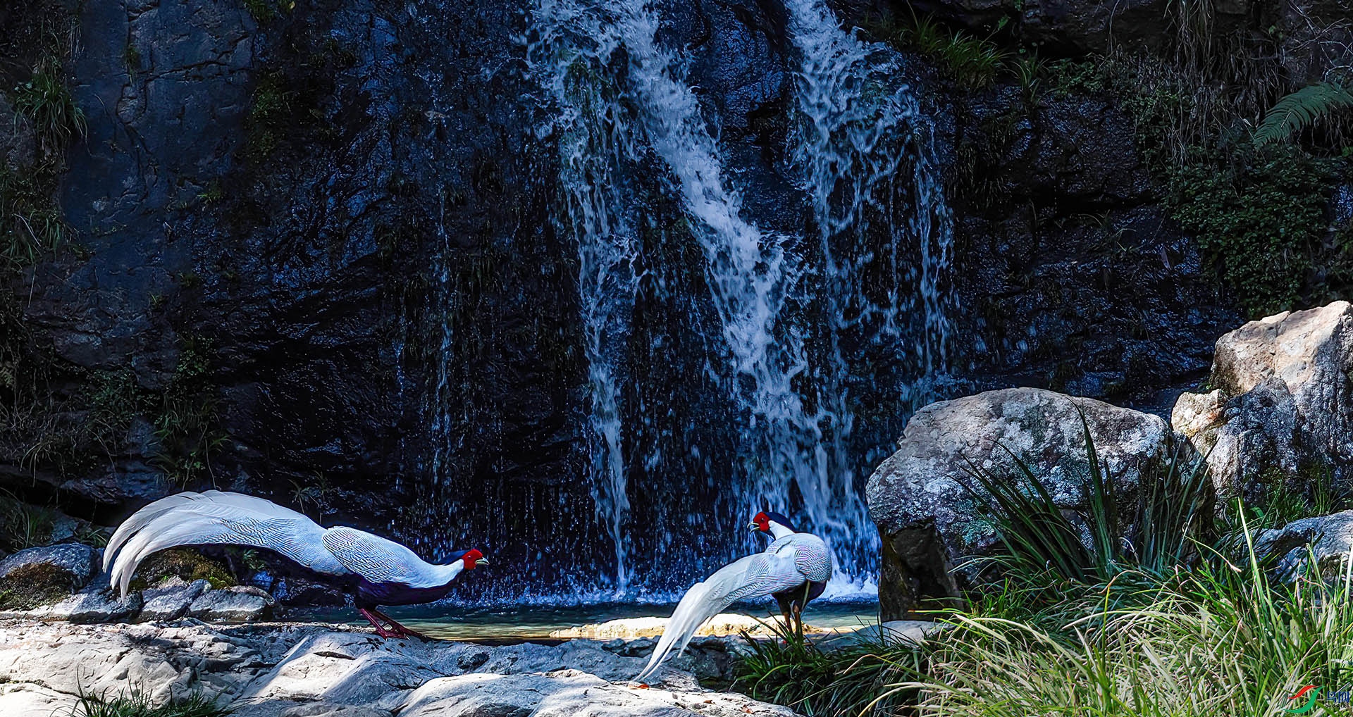 060A0184 ����-Sha---1 .jpg