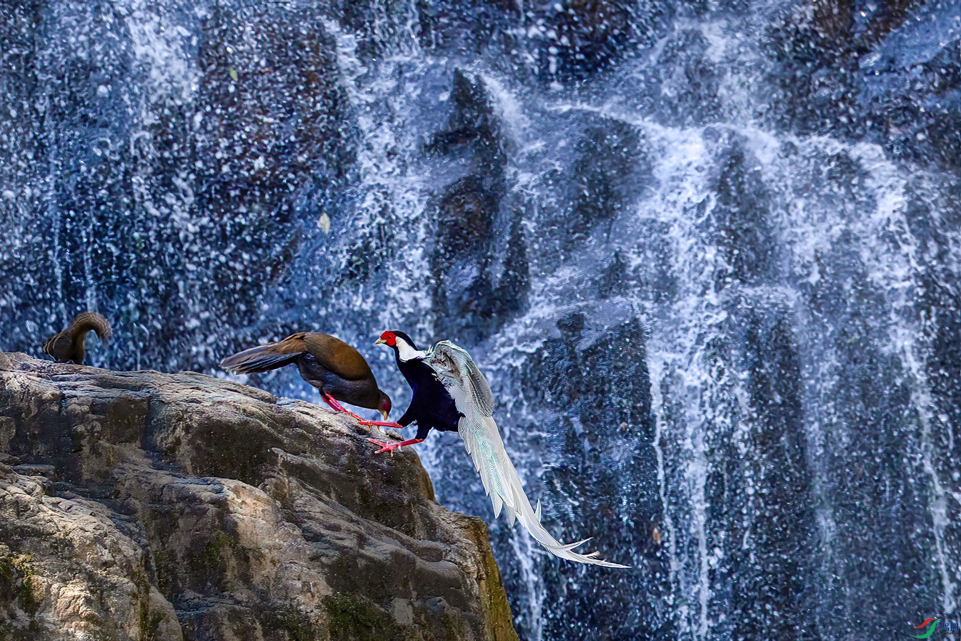 060A1241 ����-Sh---1 .jpg