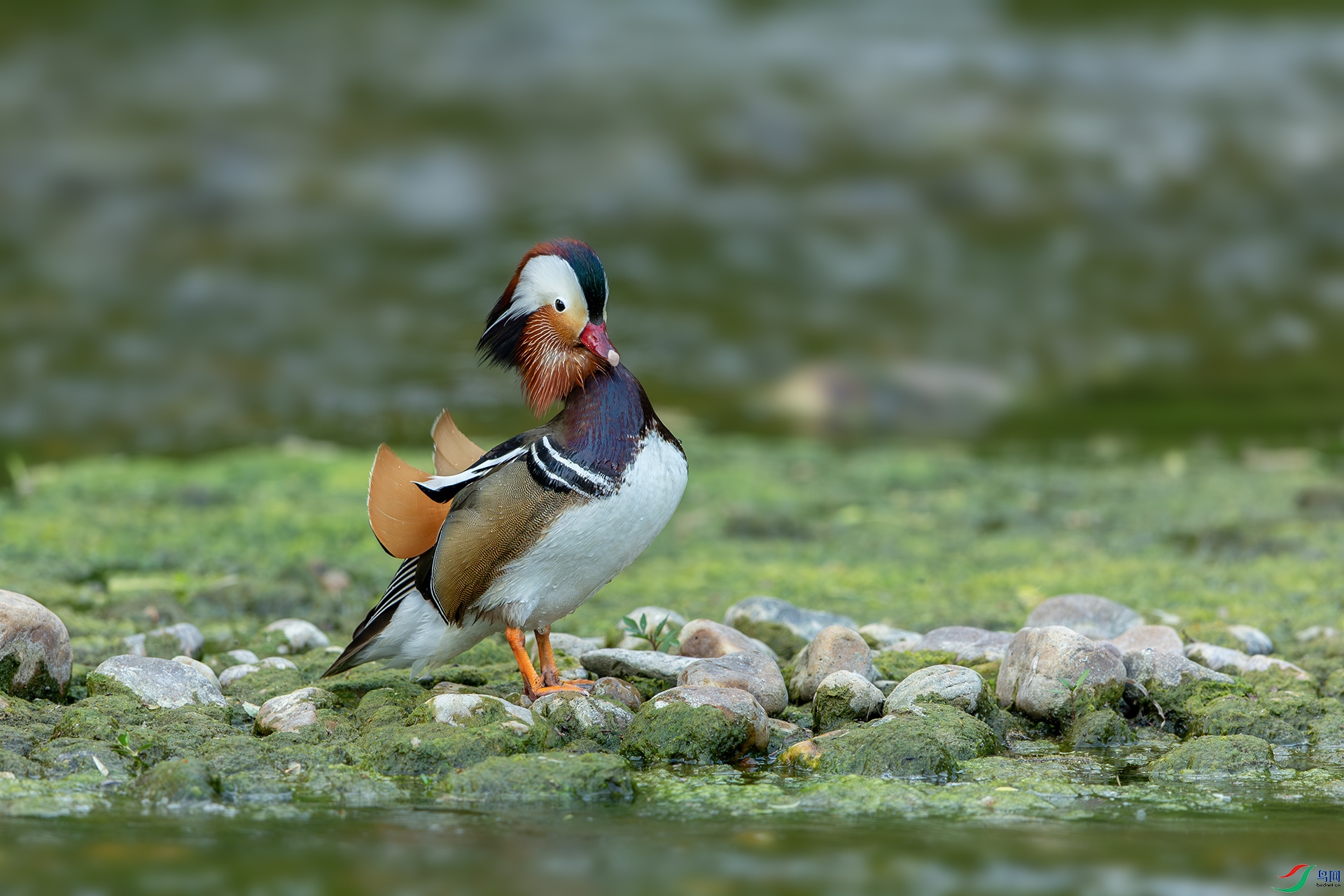 1I9A7061-1ab.jpg