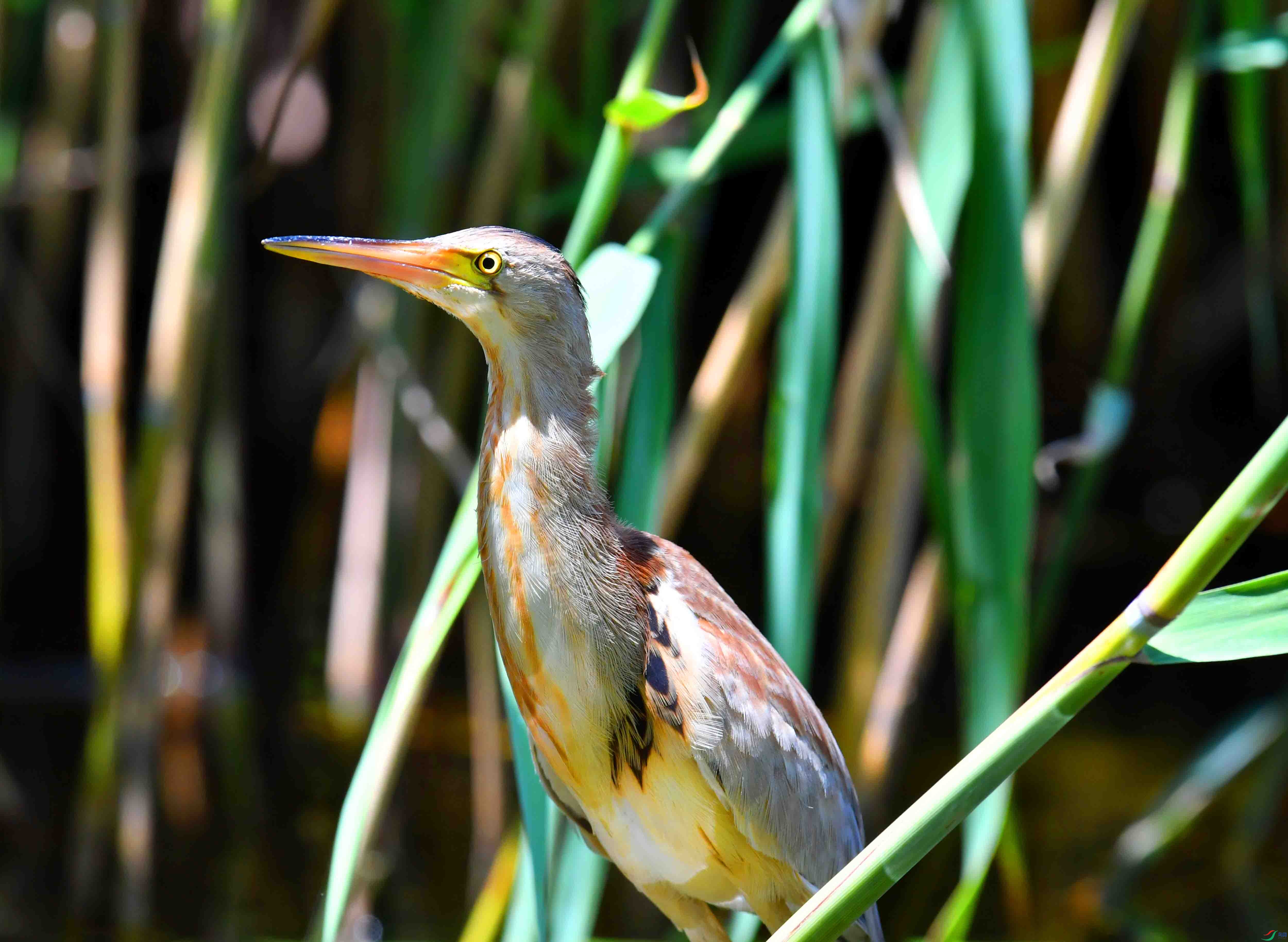 DSC_4757.JPG