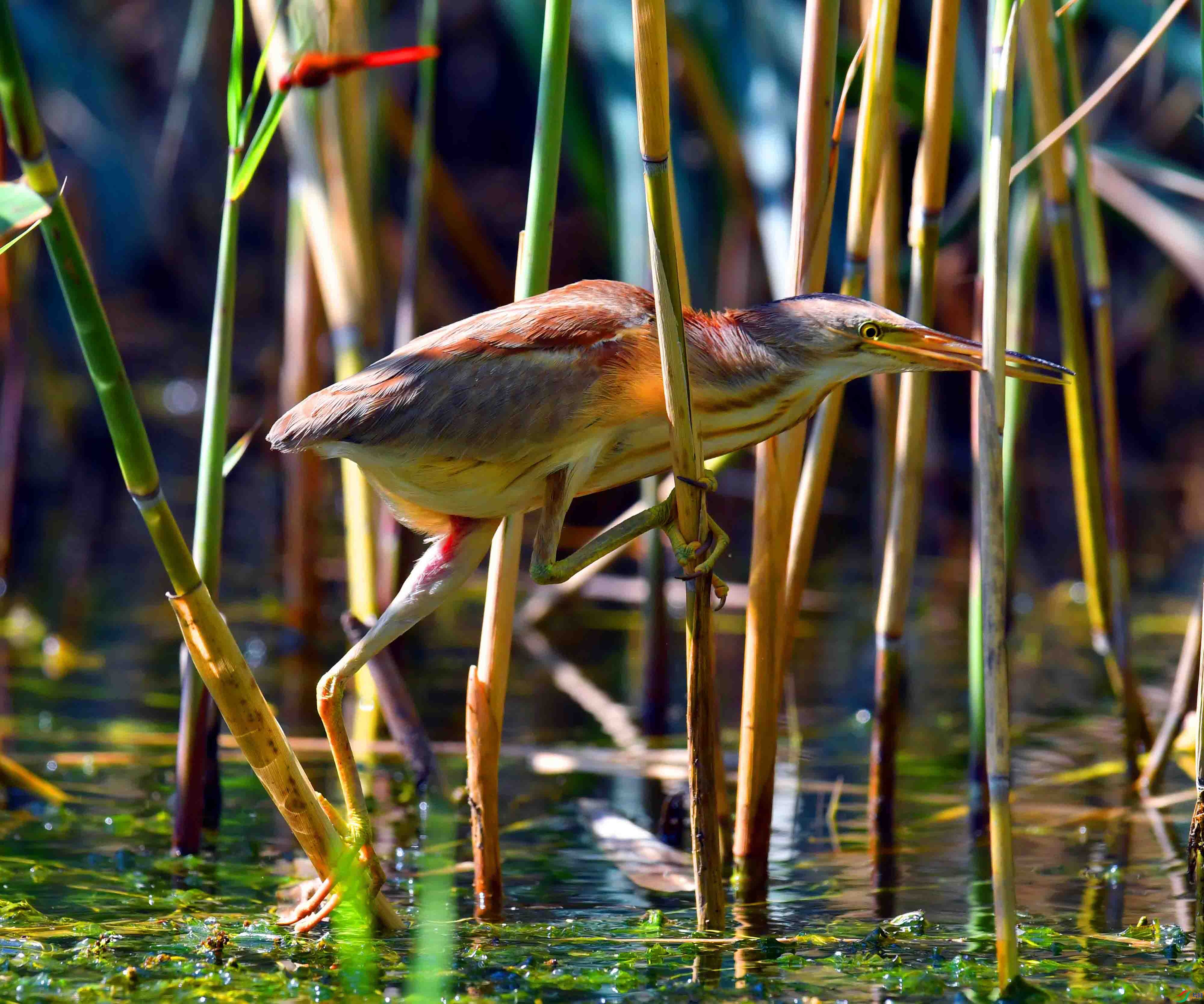 DSC_4858.JPG