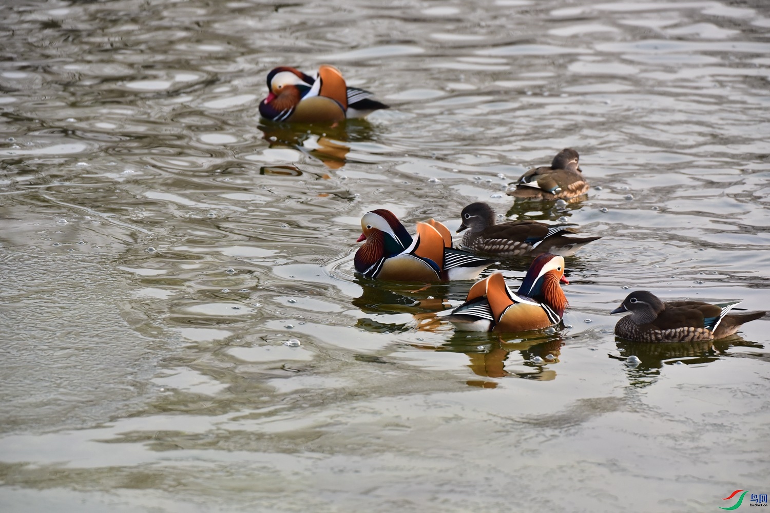 DSC_7211.JPG