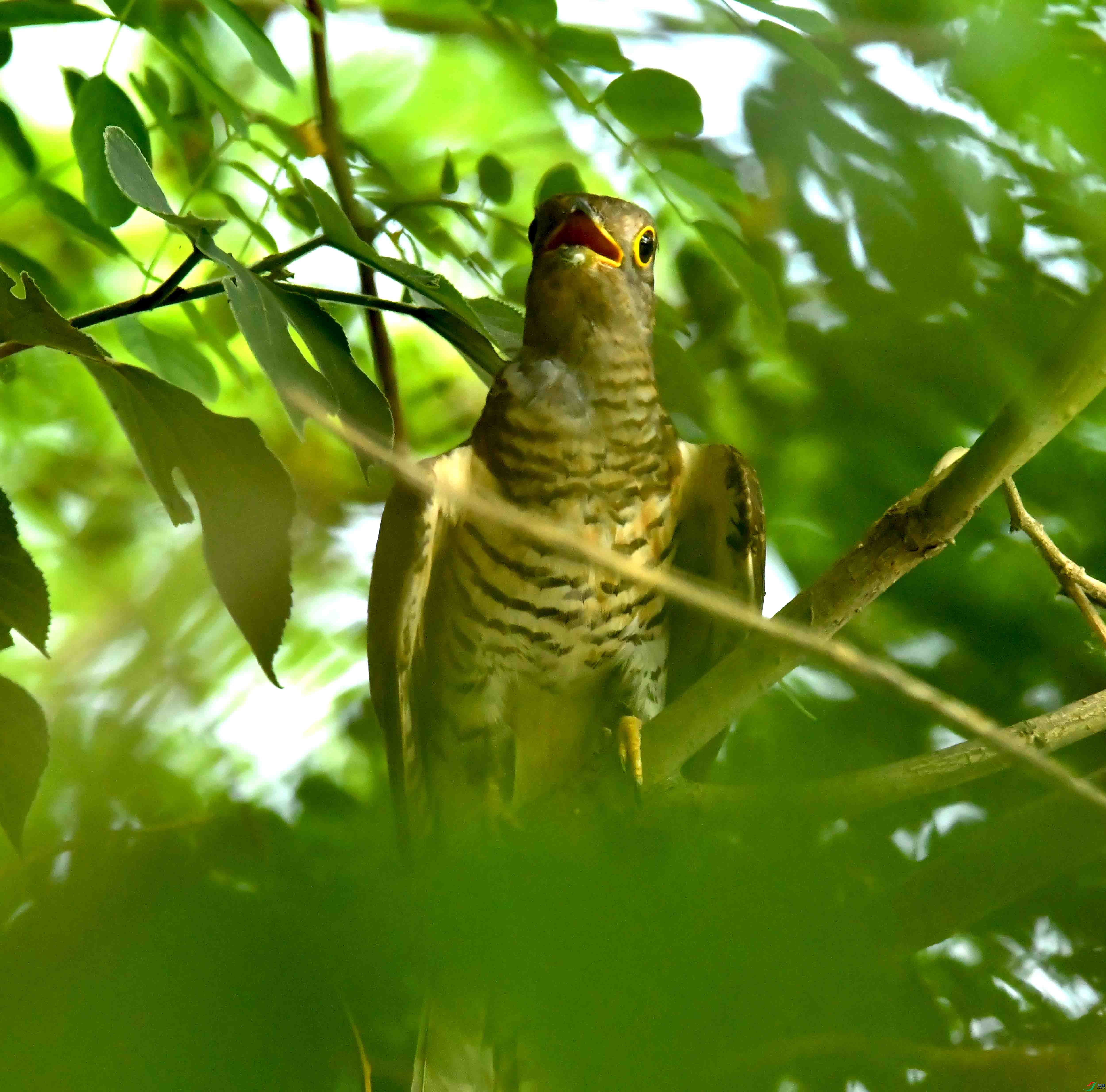 DSC_2114.JPG