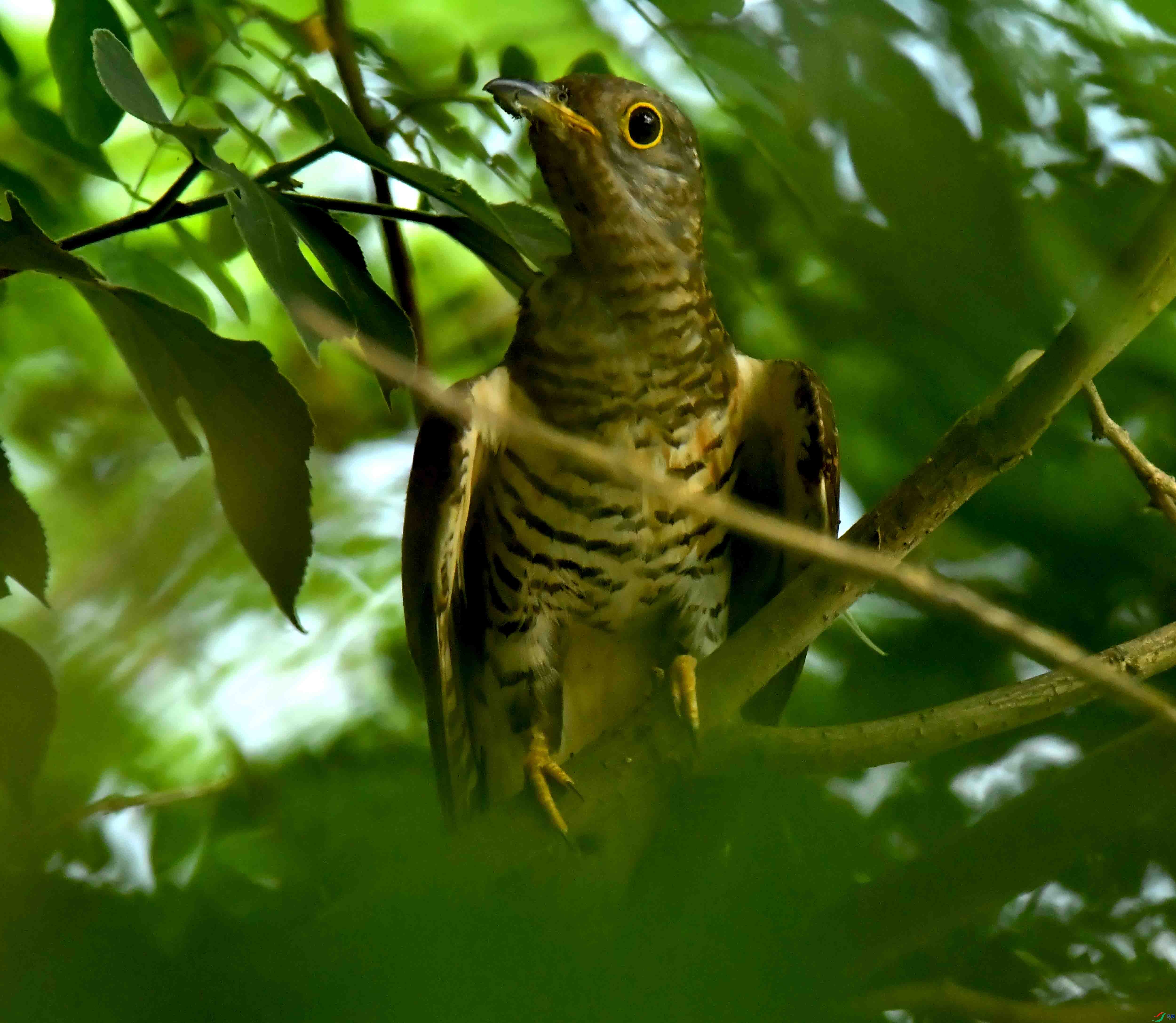 DSC_2127.JPG