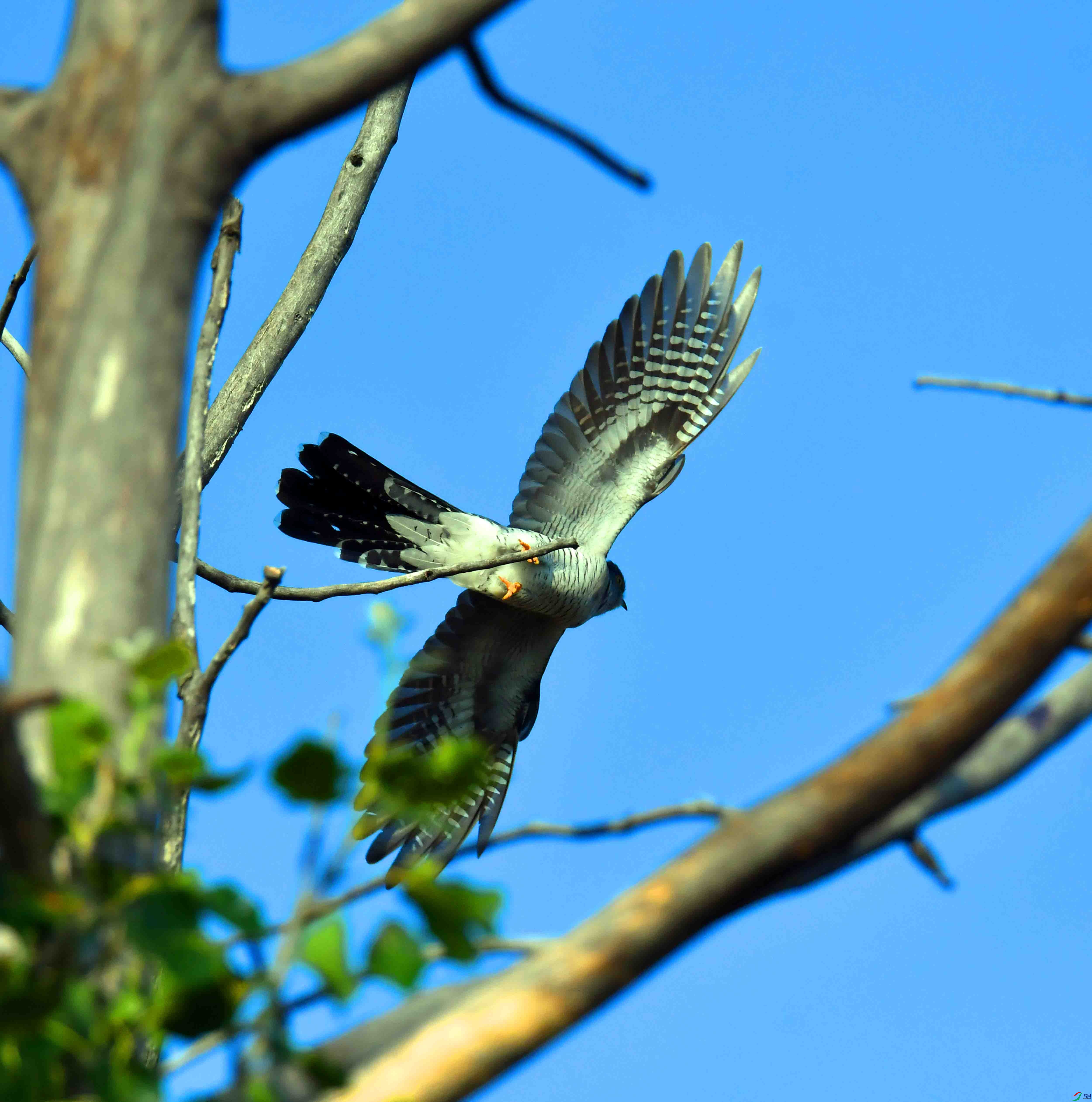 DSC_4867.JPG