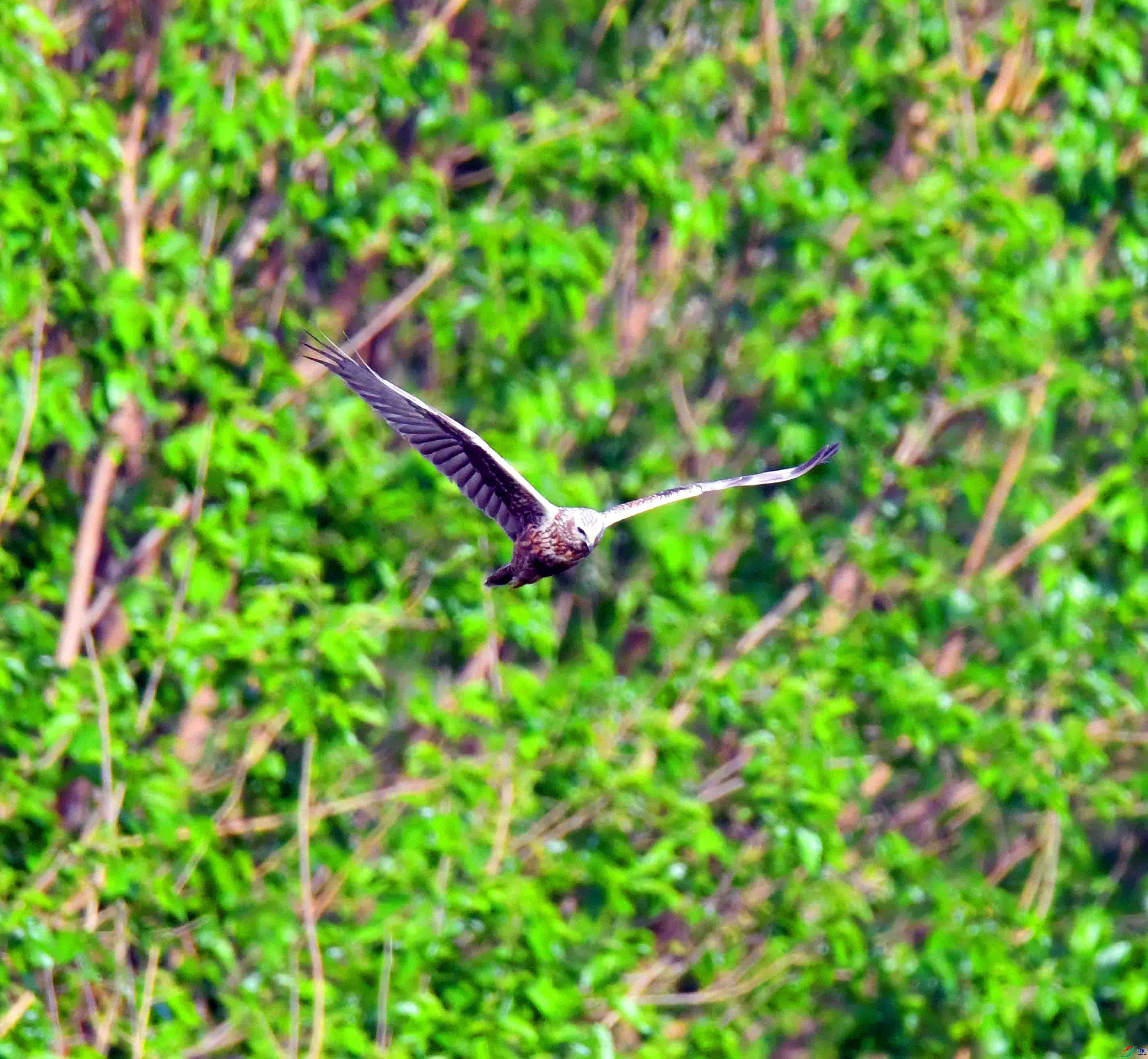 DSC_9732.JPG