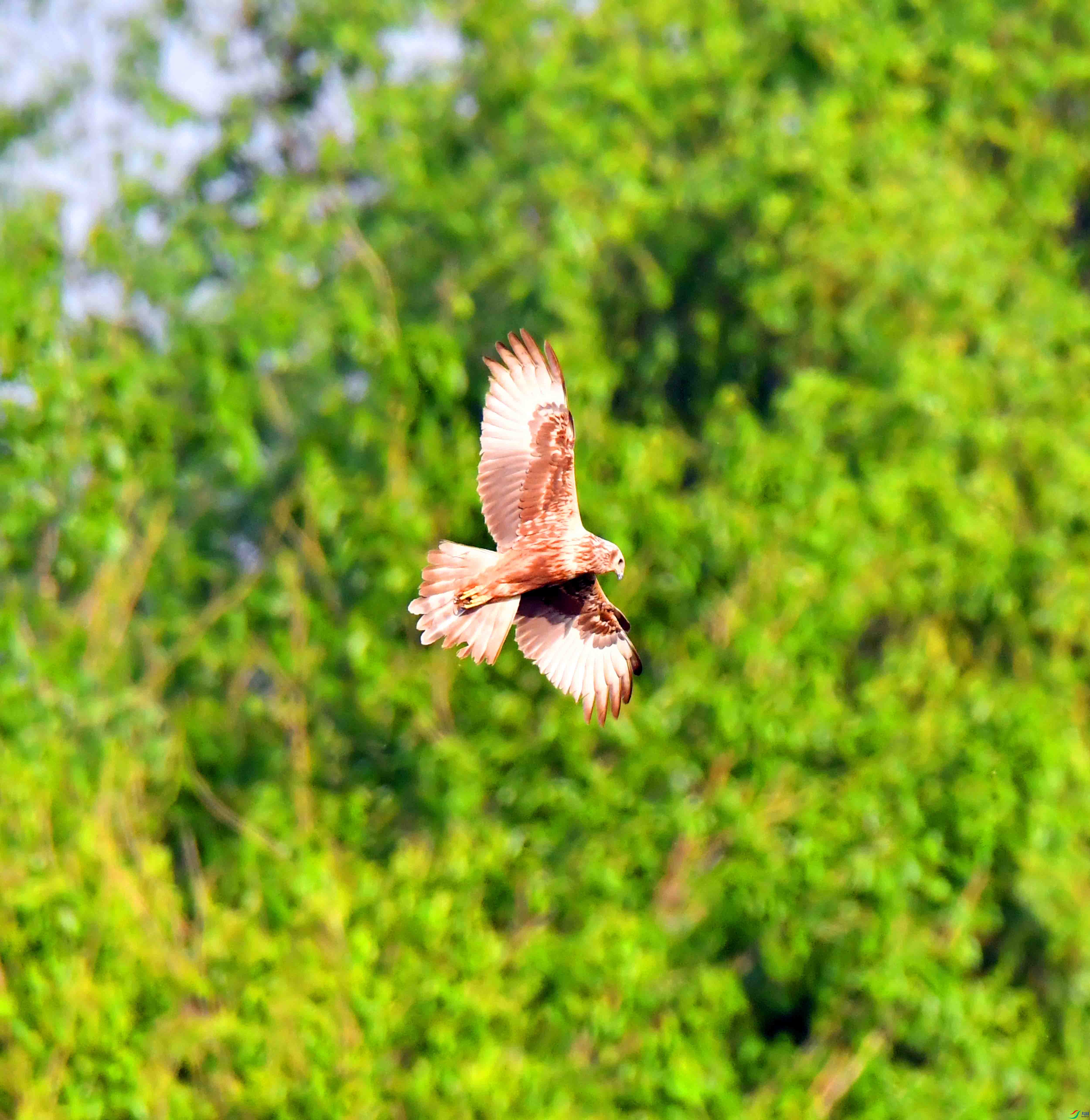 DSC_9770.JPG
