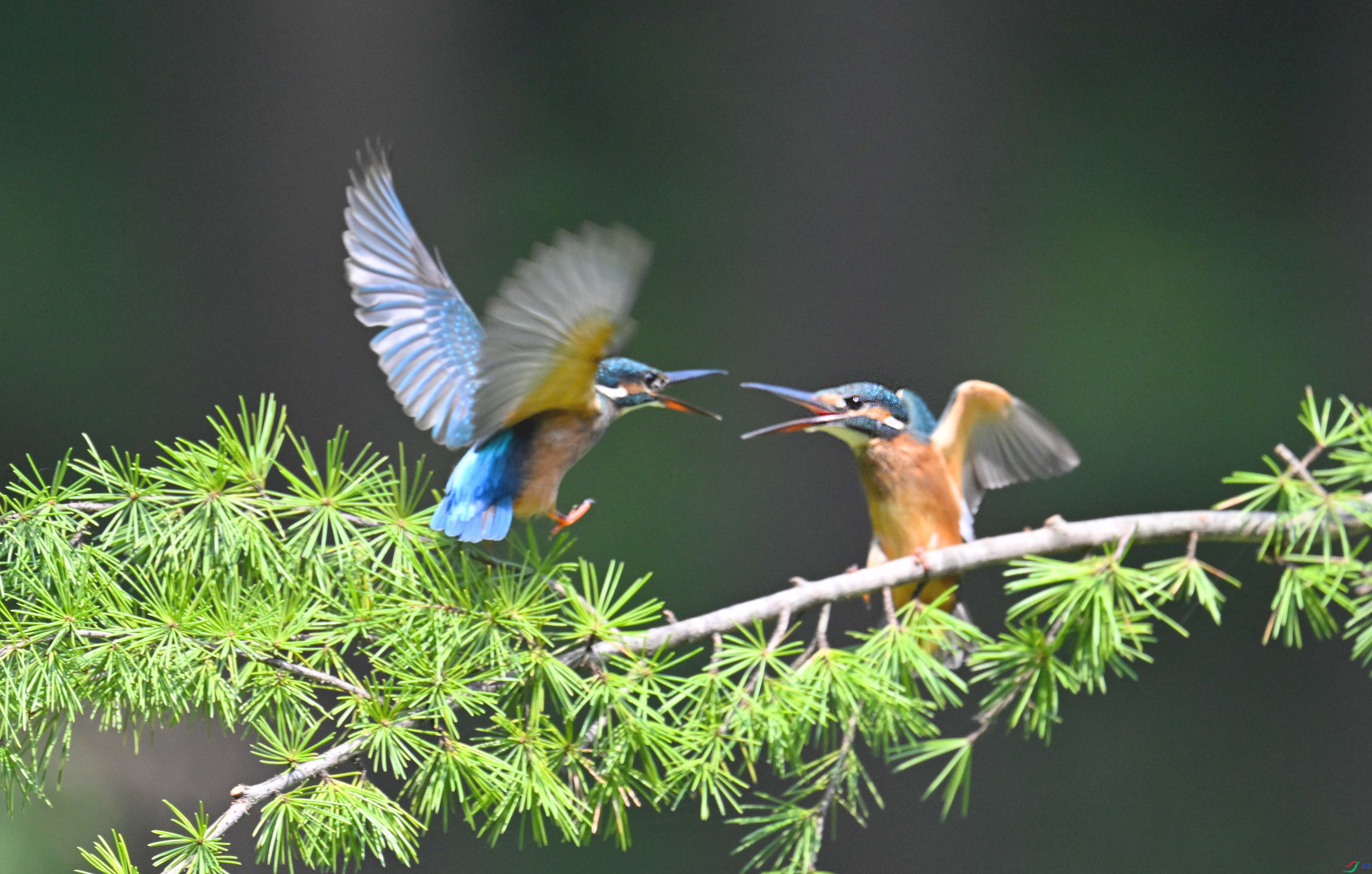 DSC_0929 ����.jpg