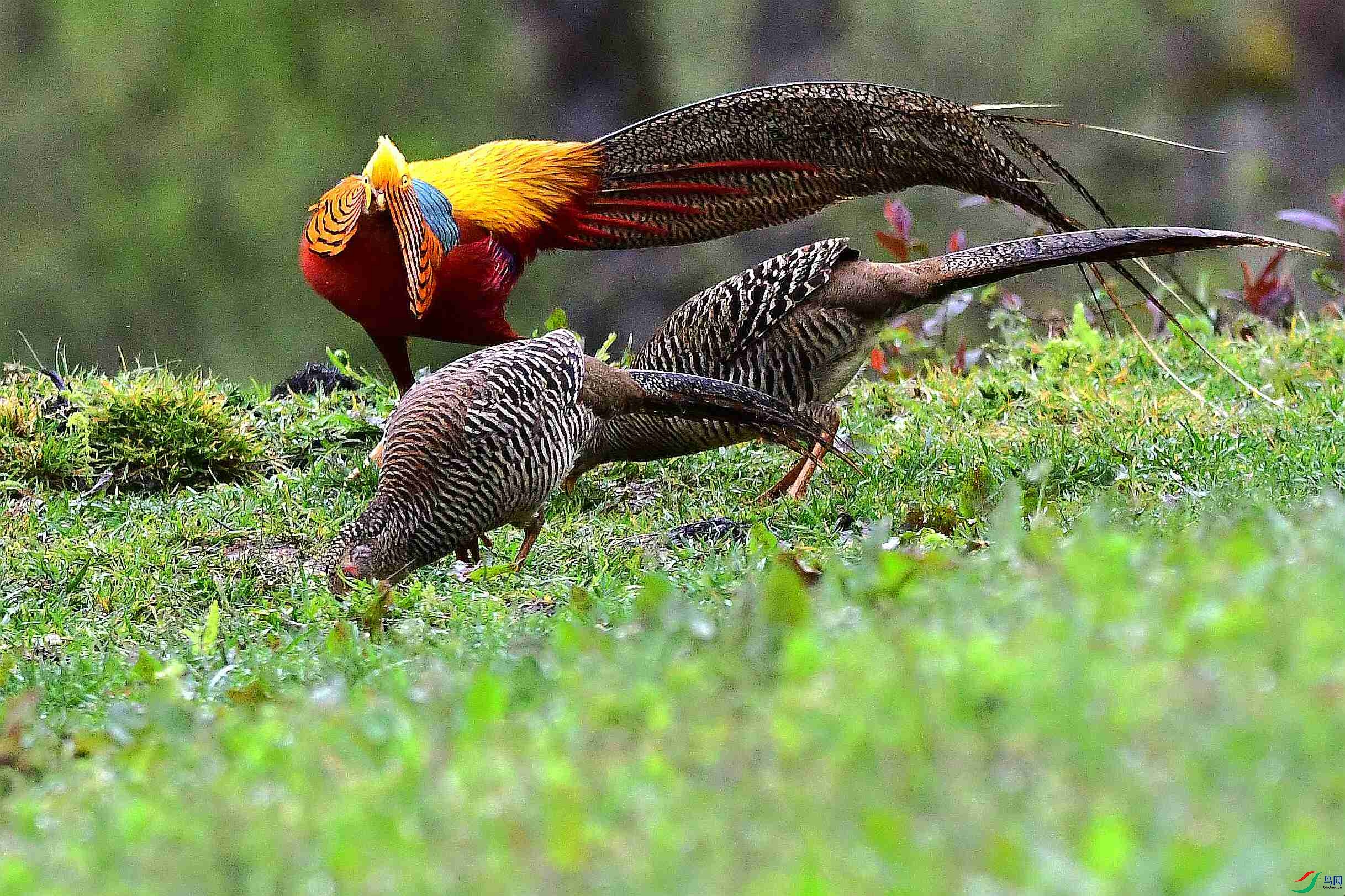 DSC_2019_����.jpg