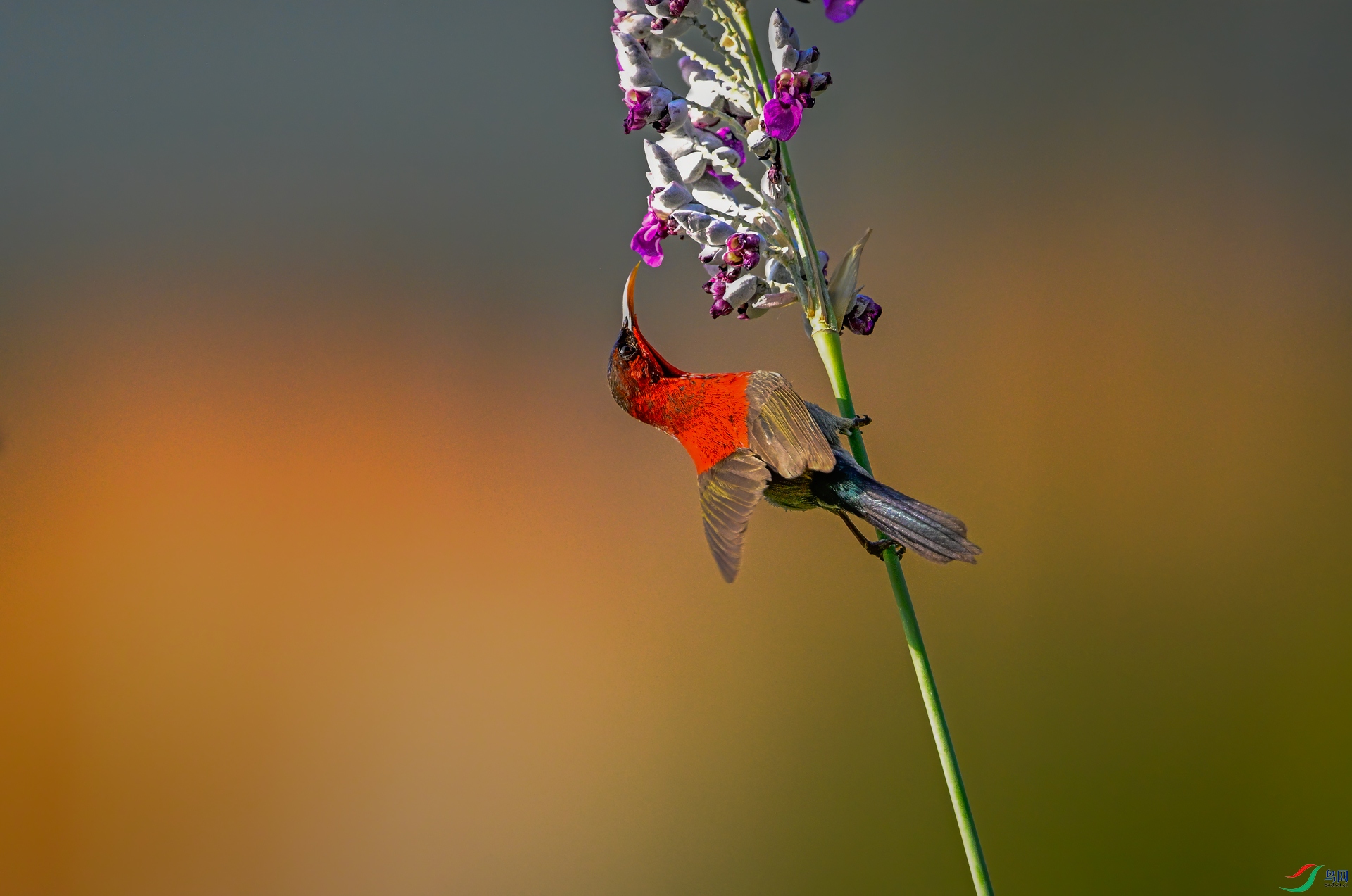 _DSC41283.jpg