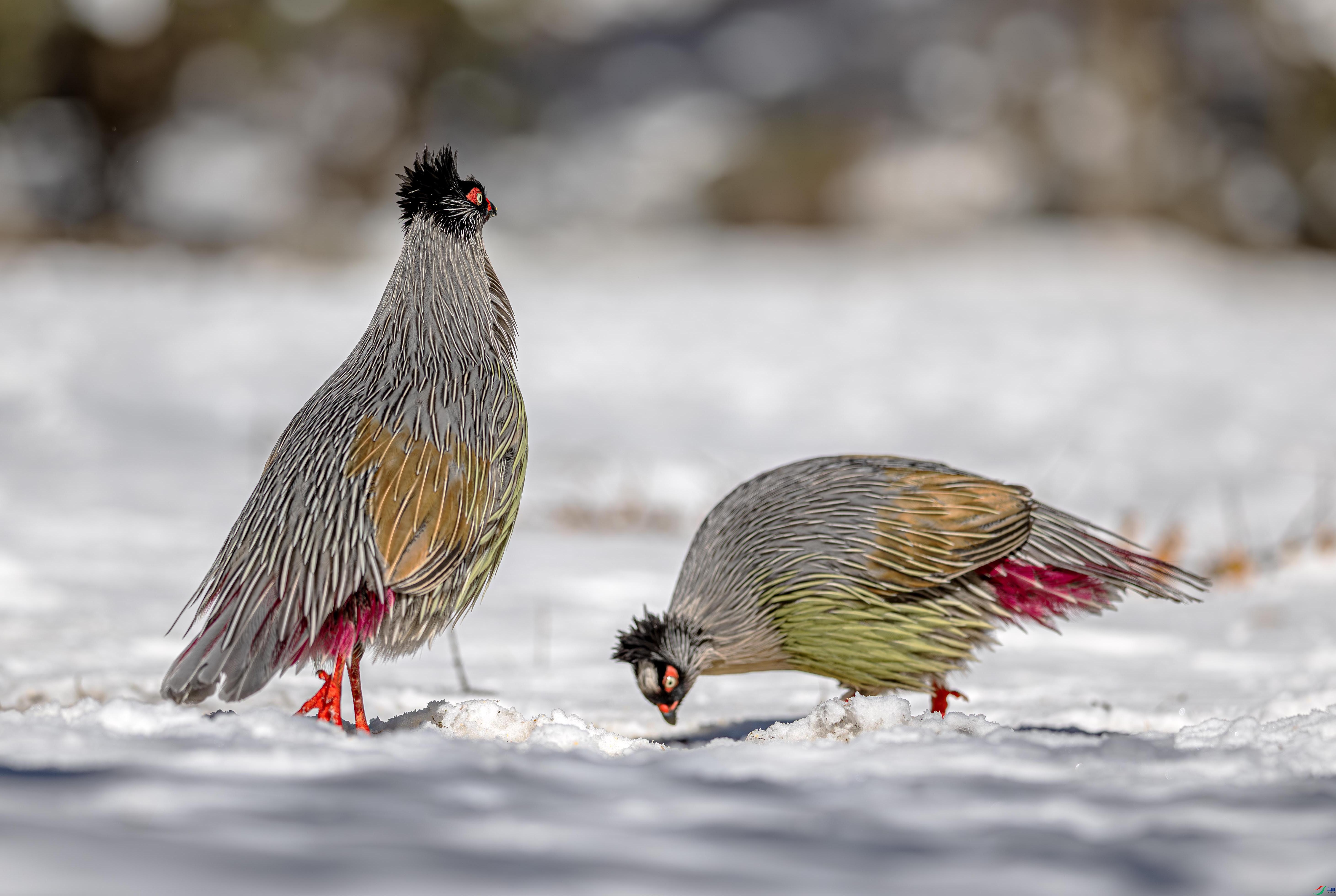 DSC_6106-����ǿ-NR ����.jpg