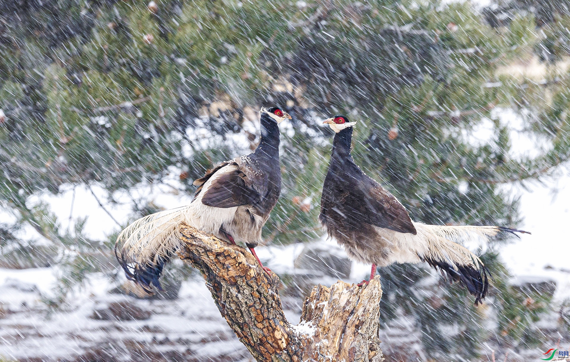 ��ѩ�н���