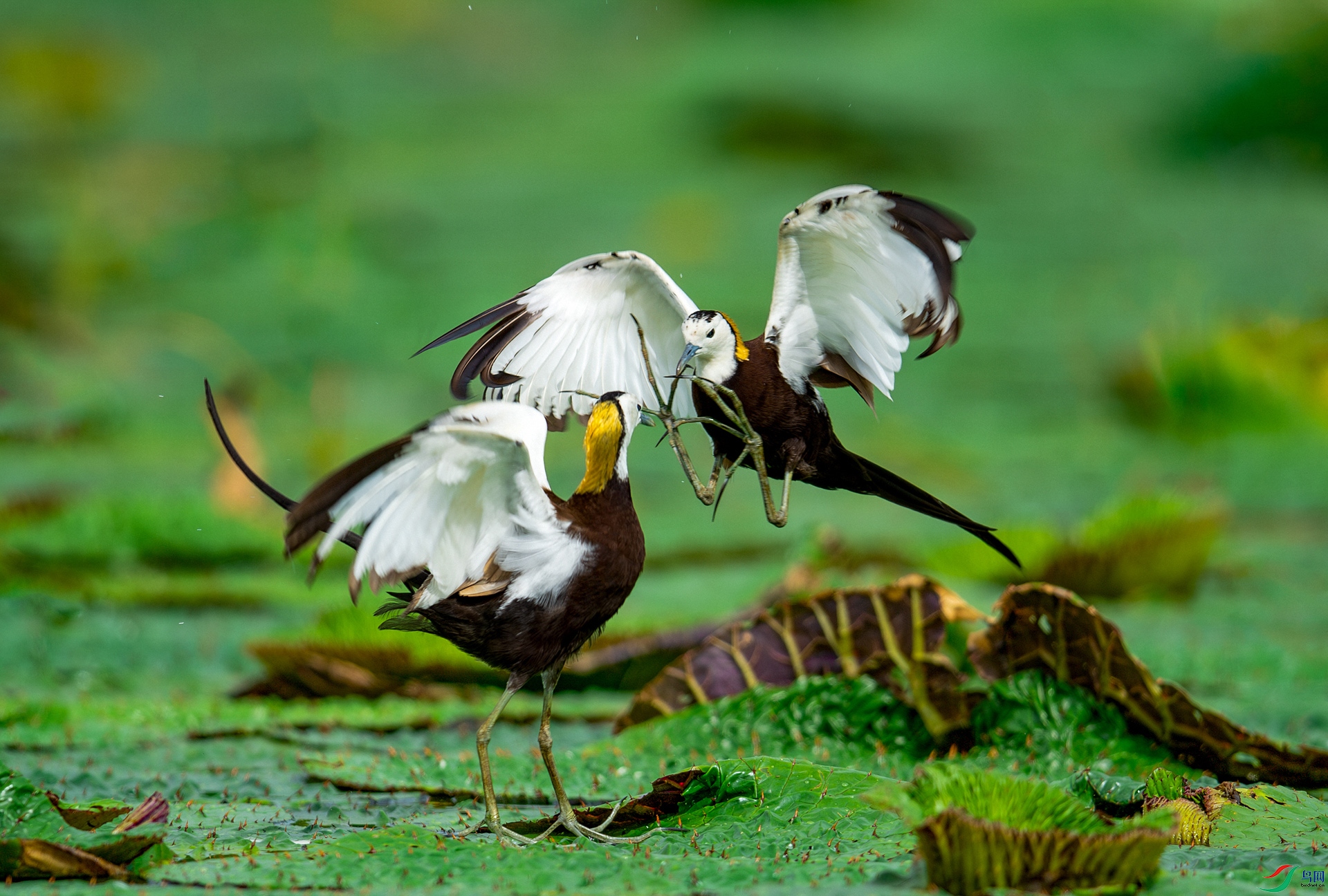 DSC_4668-����ǿ-NR.jpg