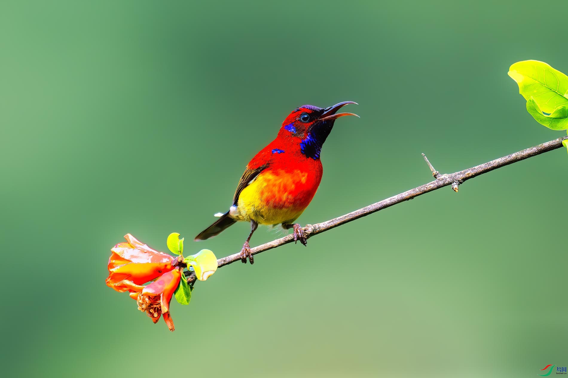 ֦ͷ��С����