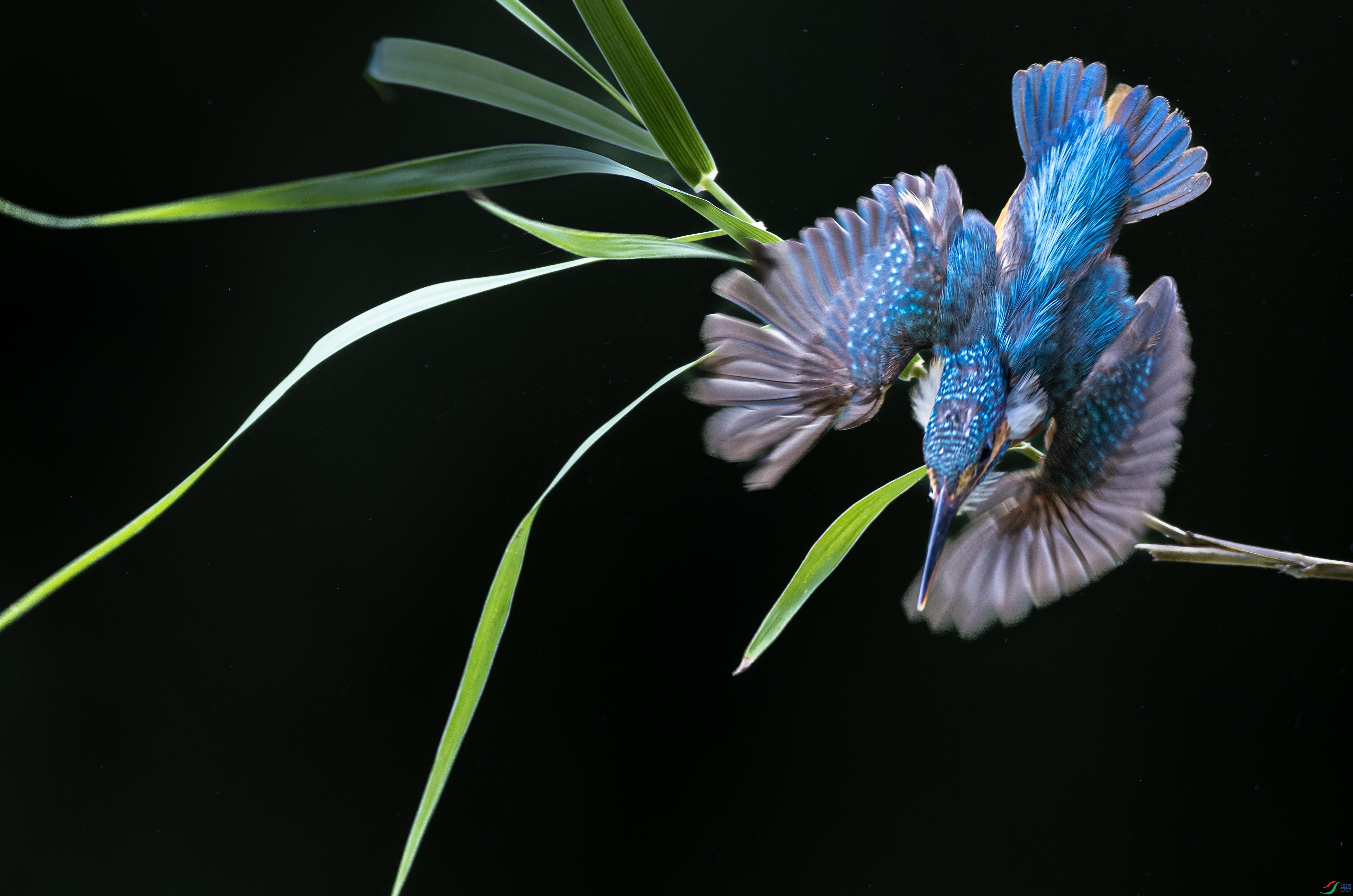 ������鶯˲��