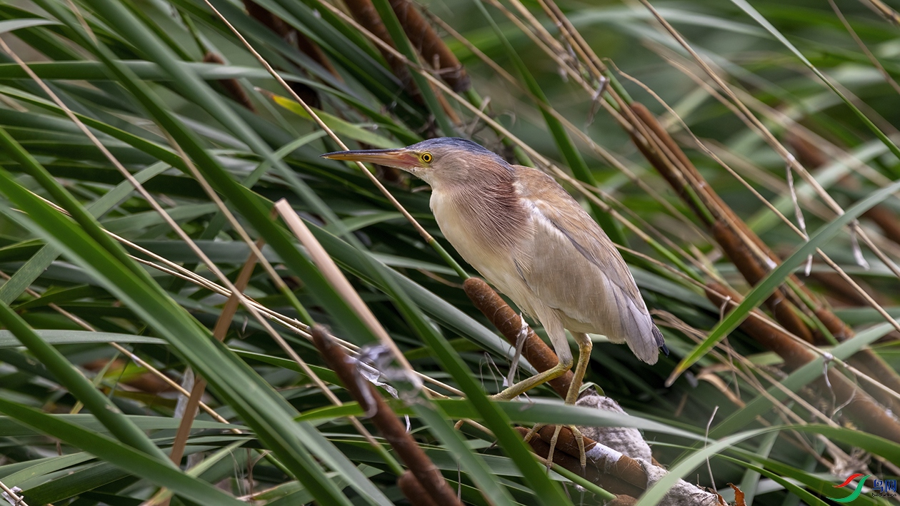 �Ŵ���лư�έ�Z