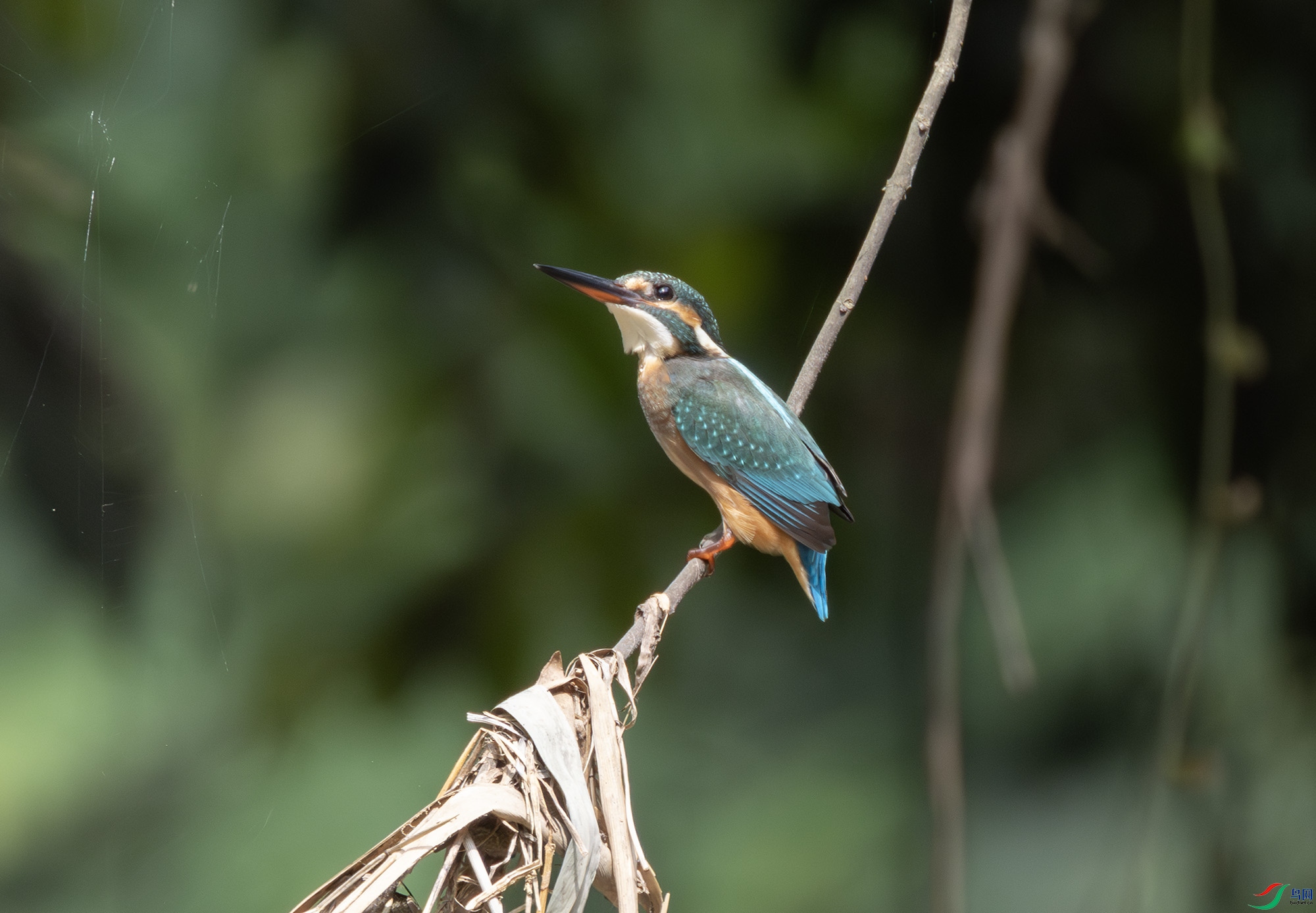 2I1A1005-����ǿ-NR ����.jpg