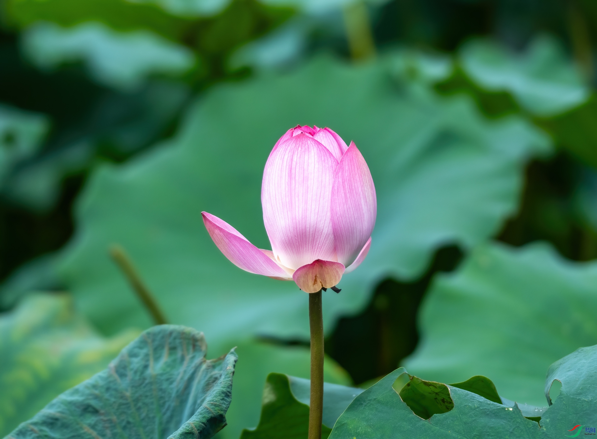 DSC_2620.jpg
