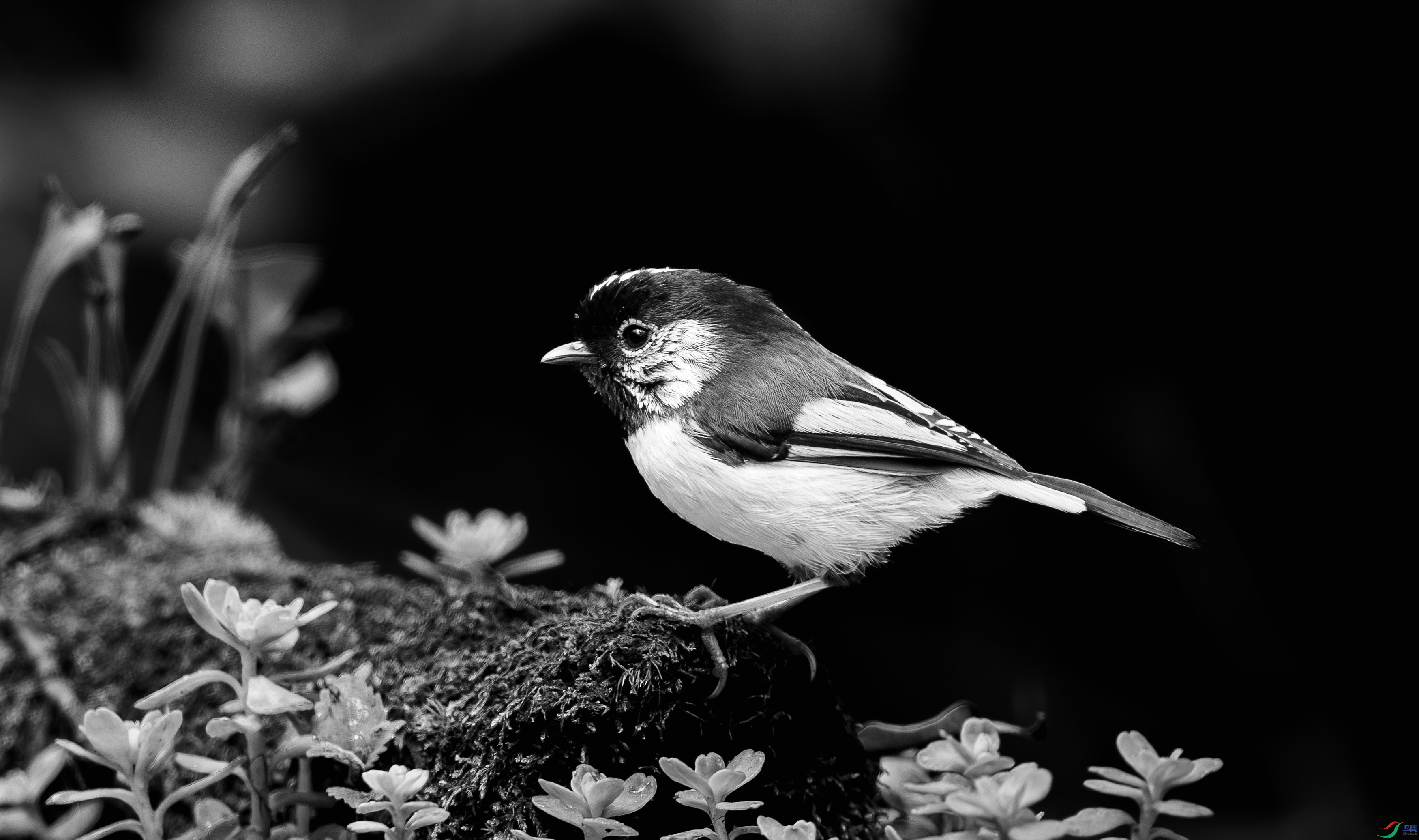 412A0951-����ǿ-����-1-2_����=00.jpg