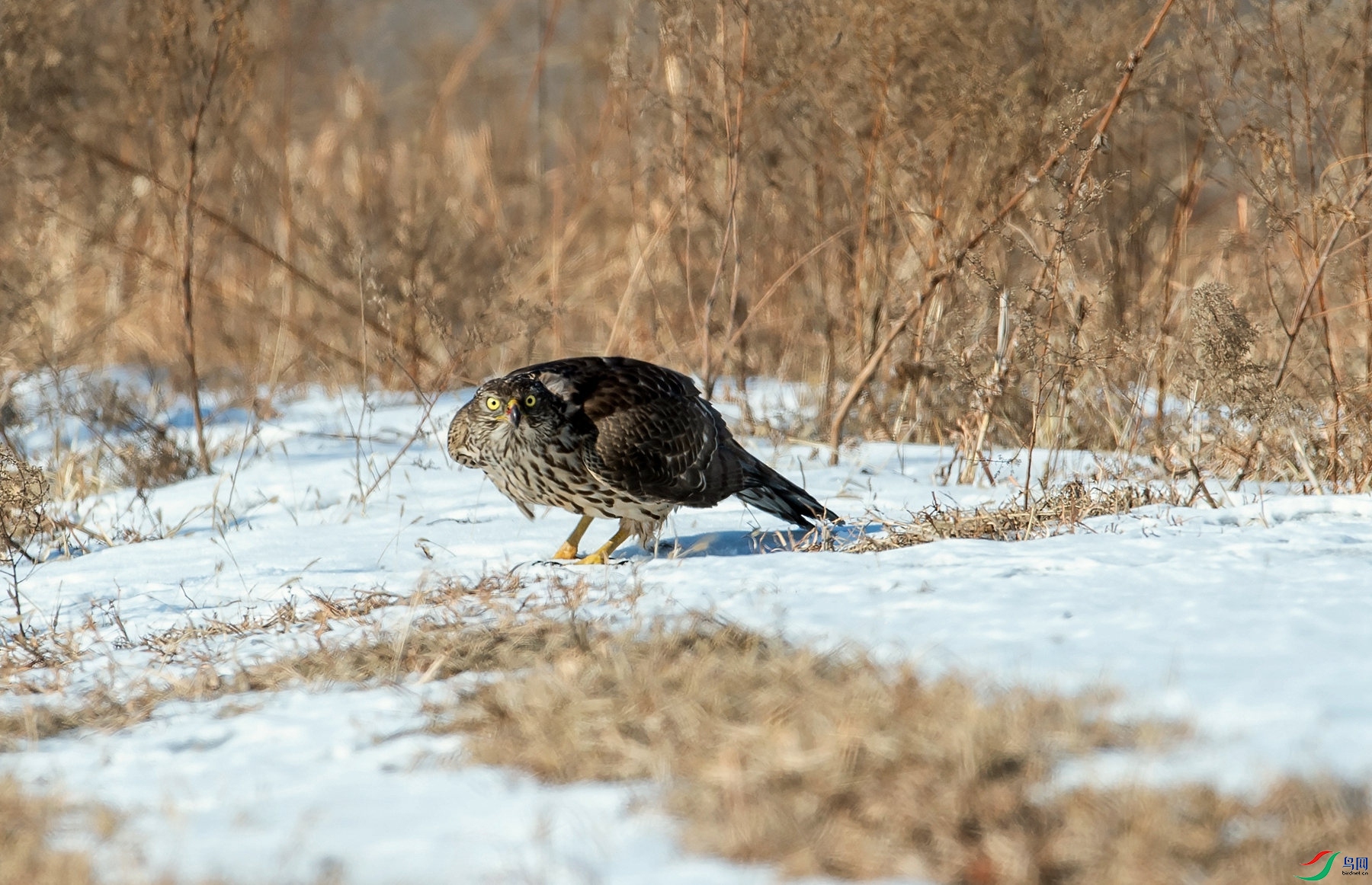 _DSC3776_����.jpg