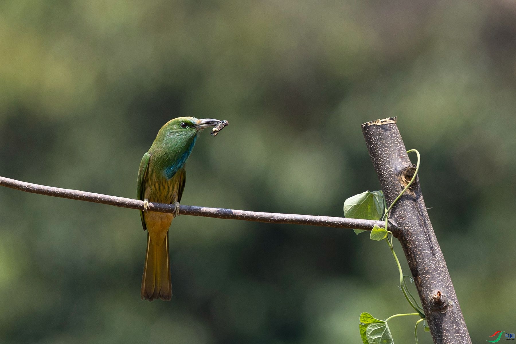 ����ҹ�仢