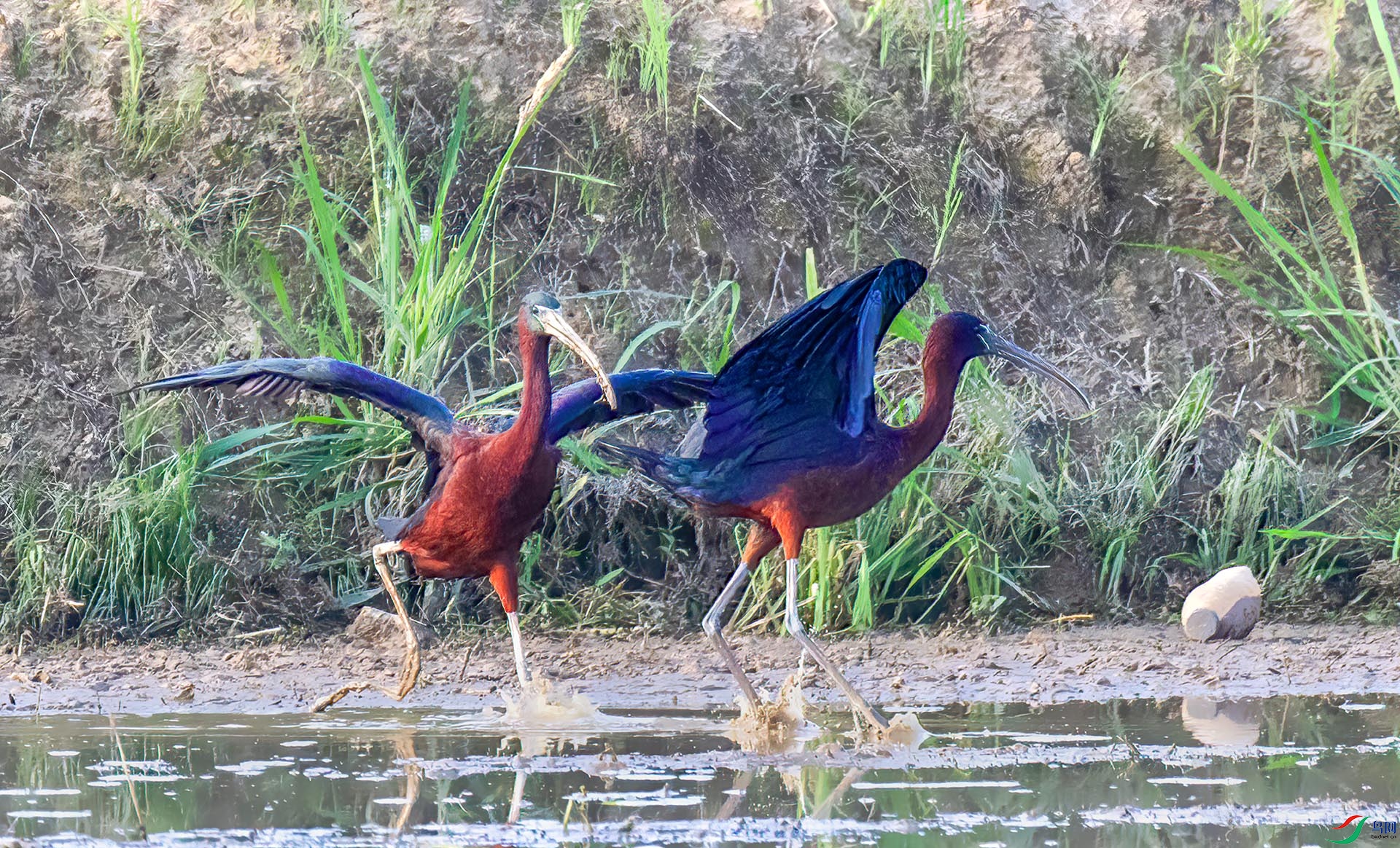 060A5626 ����-Sh---1 .jpg