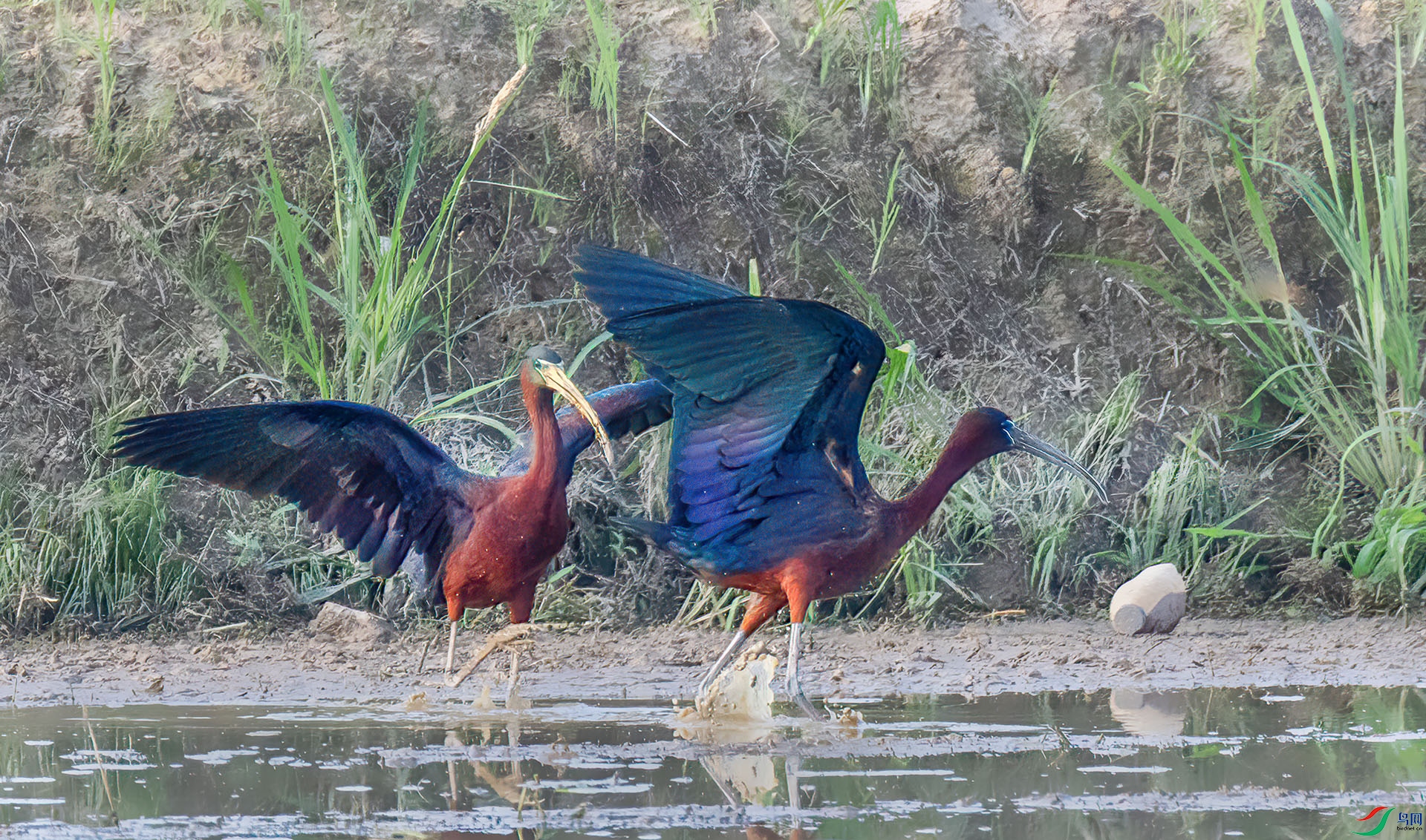 060A5627 ����-Sha---1 .jpg