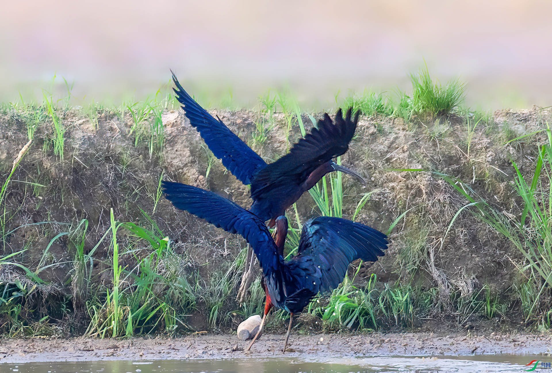 060A5673 ����-Sh---1 .jpg