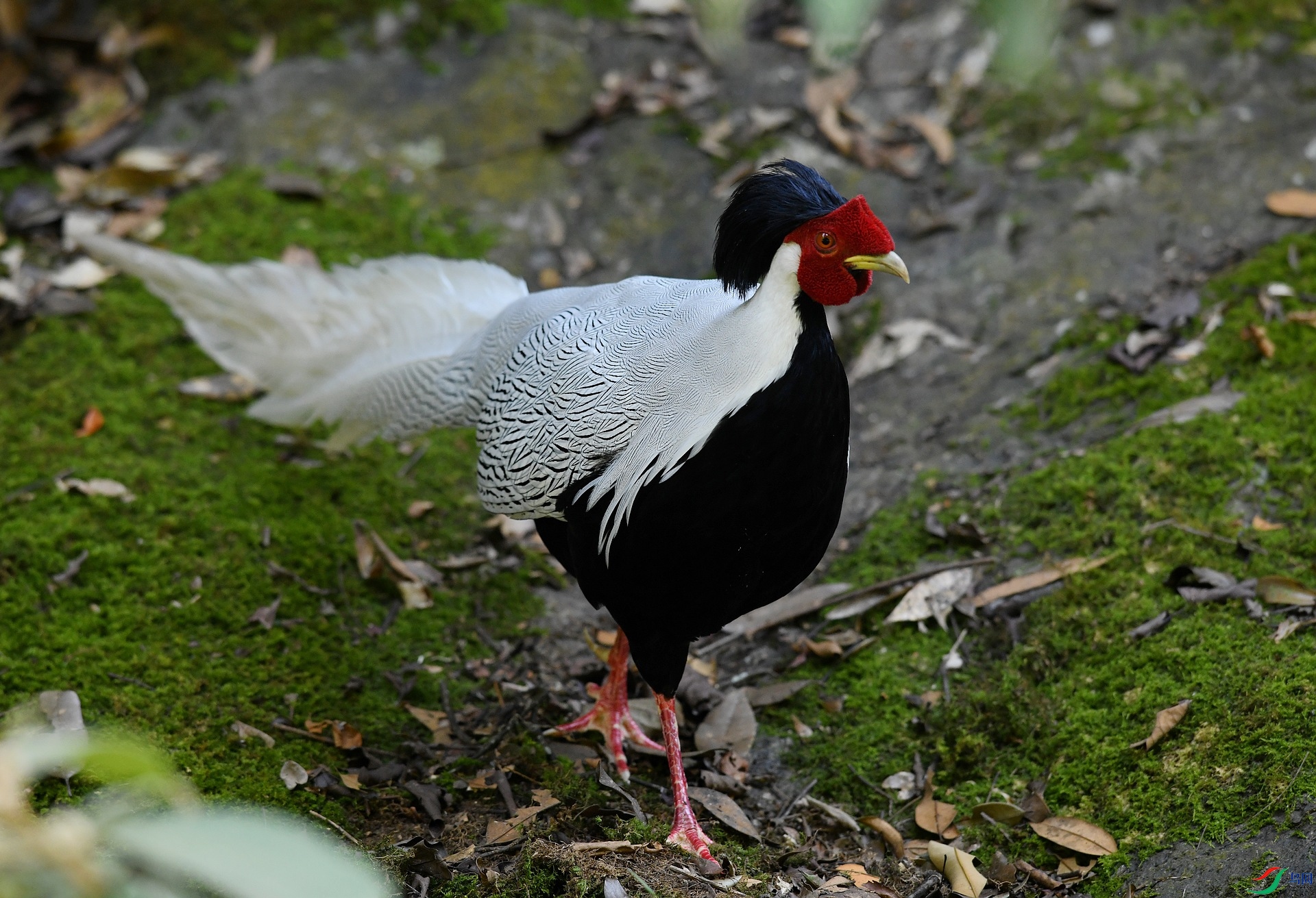 DSC_0499.jpg
