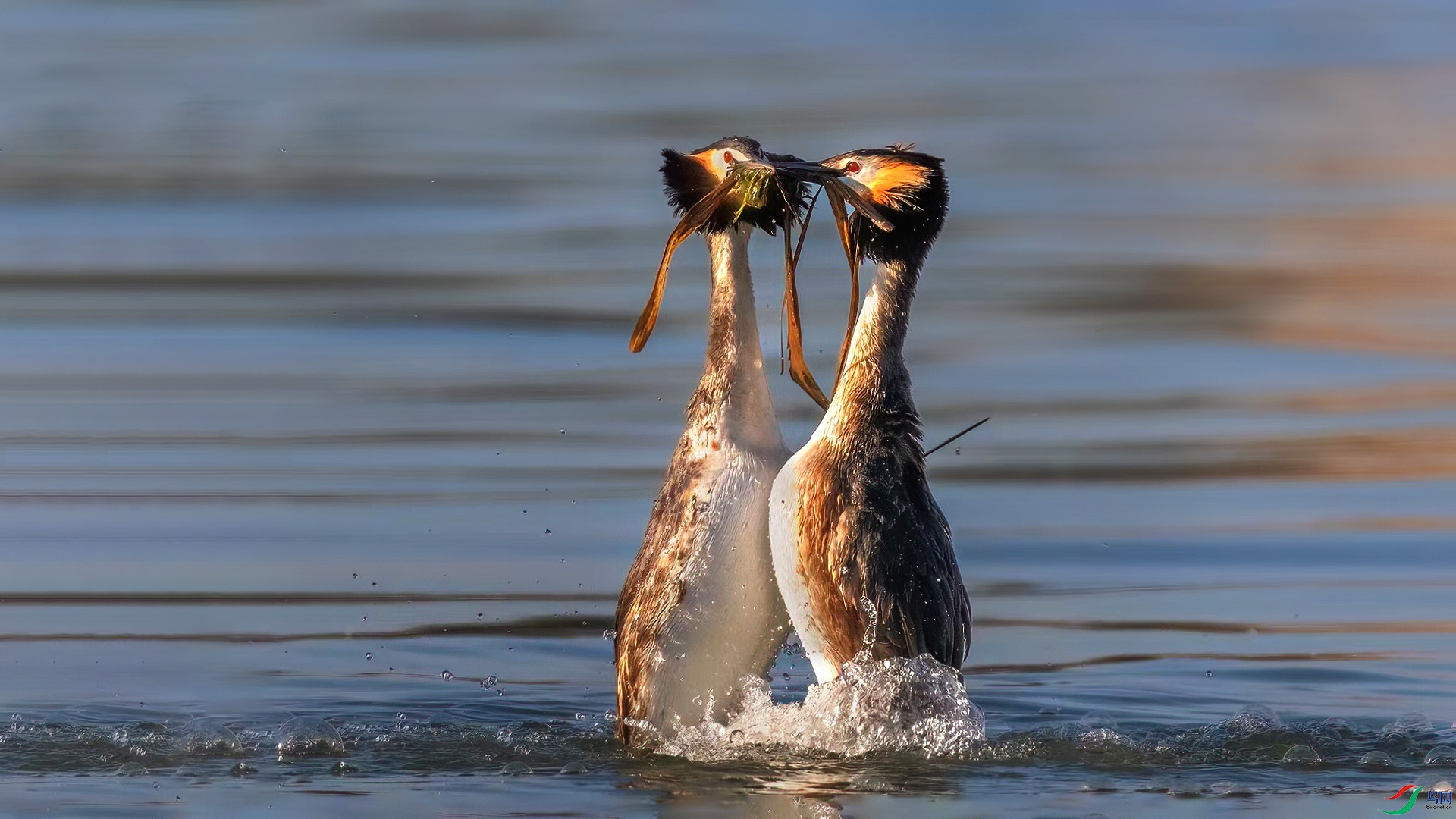 DSC_0132-20250413 ��.jpg