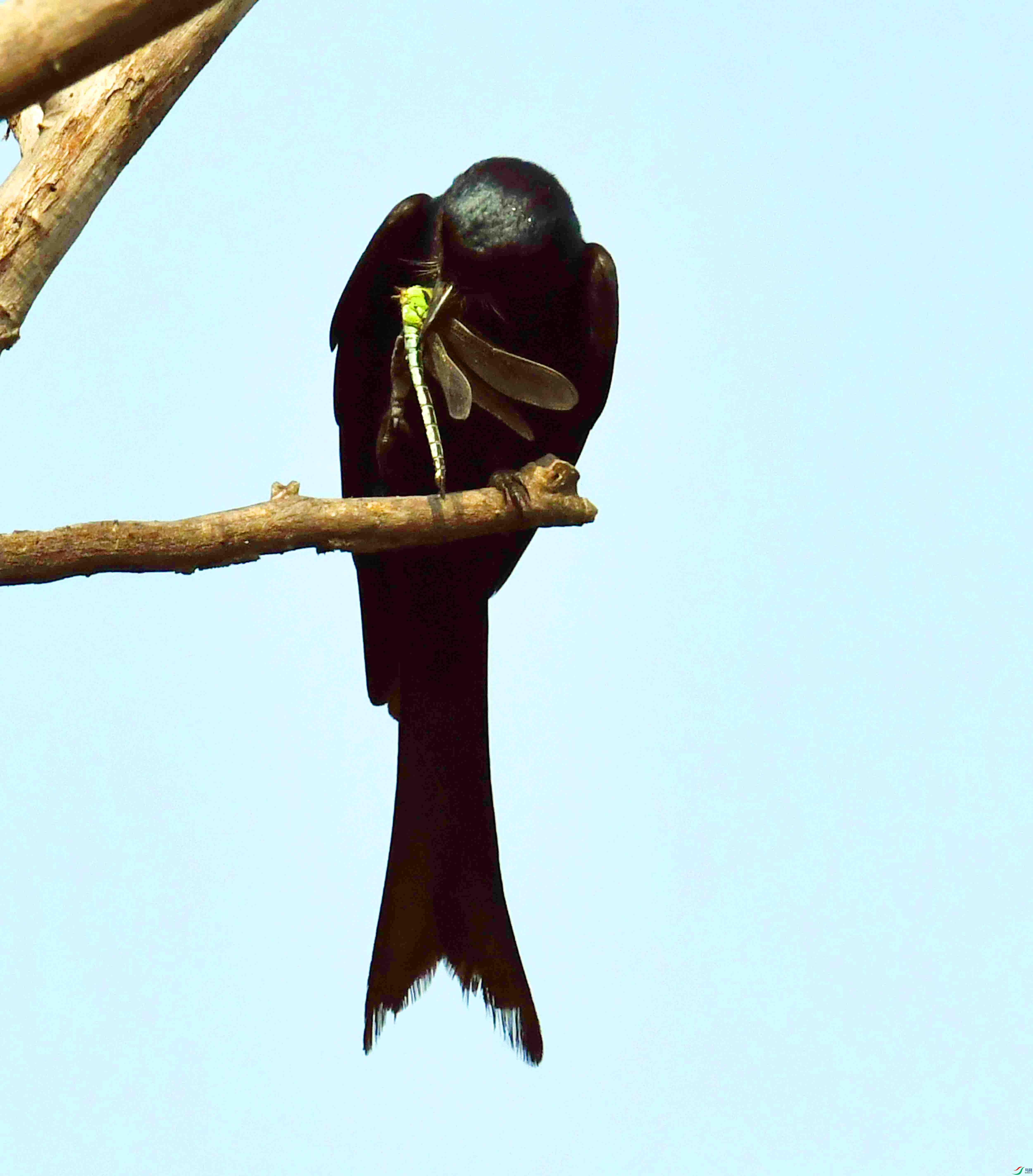 DSC_2173.JPG