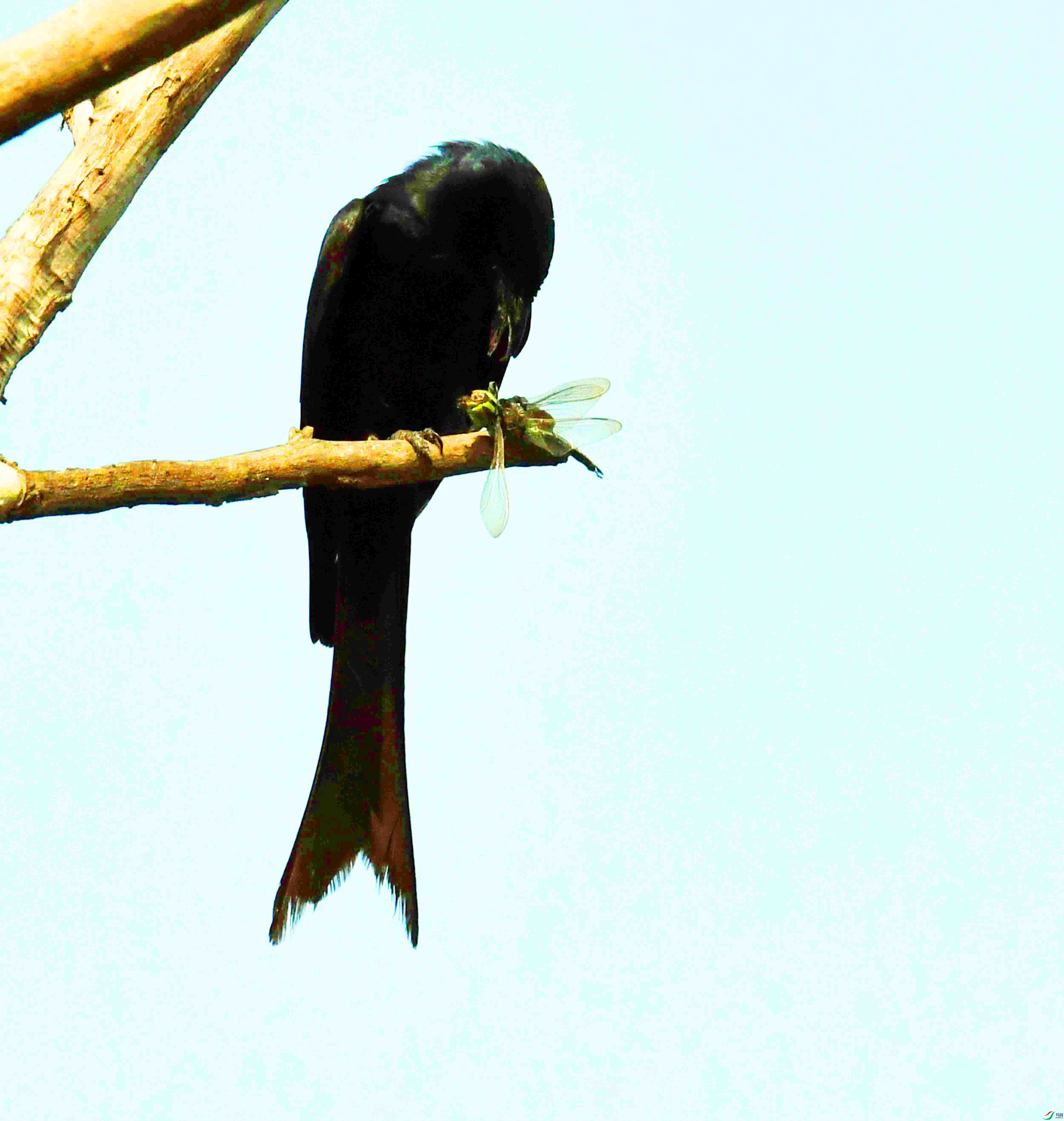 DSC_2172.JPG