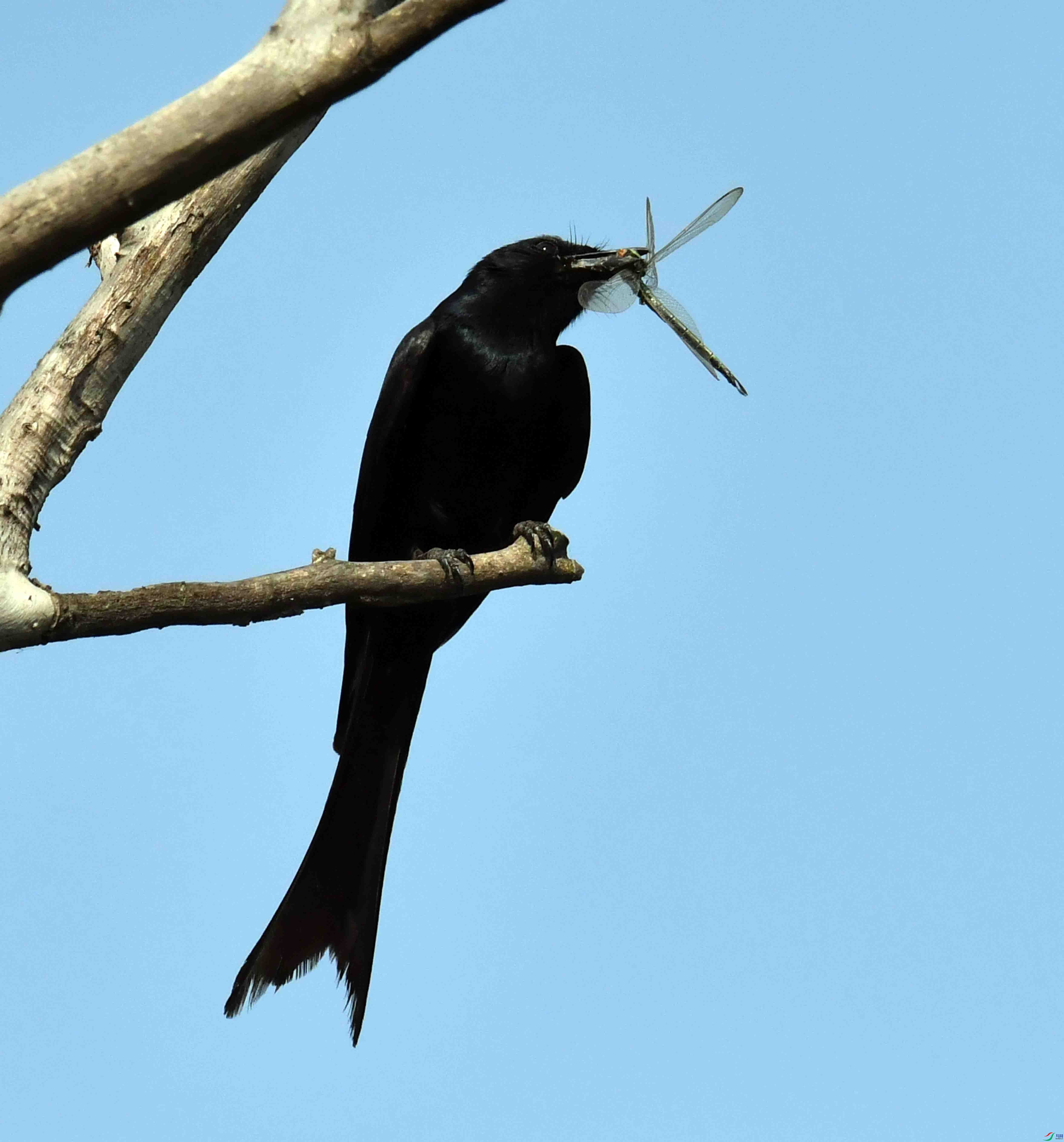 DSC_2185.JPG