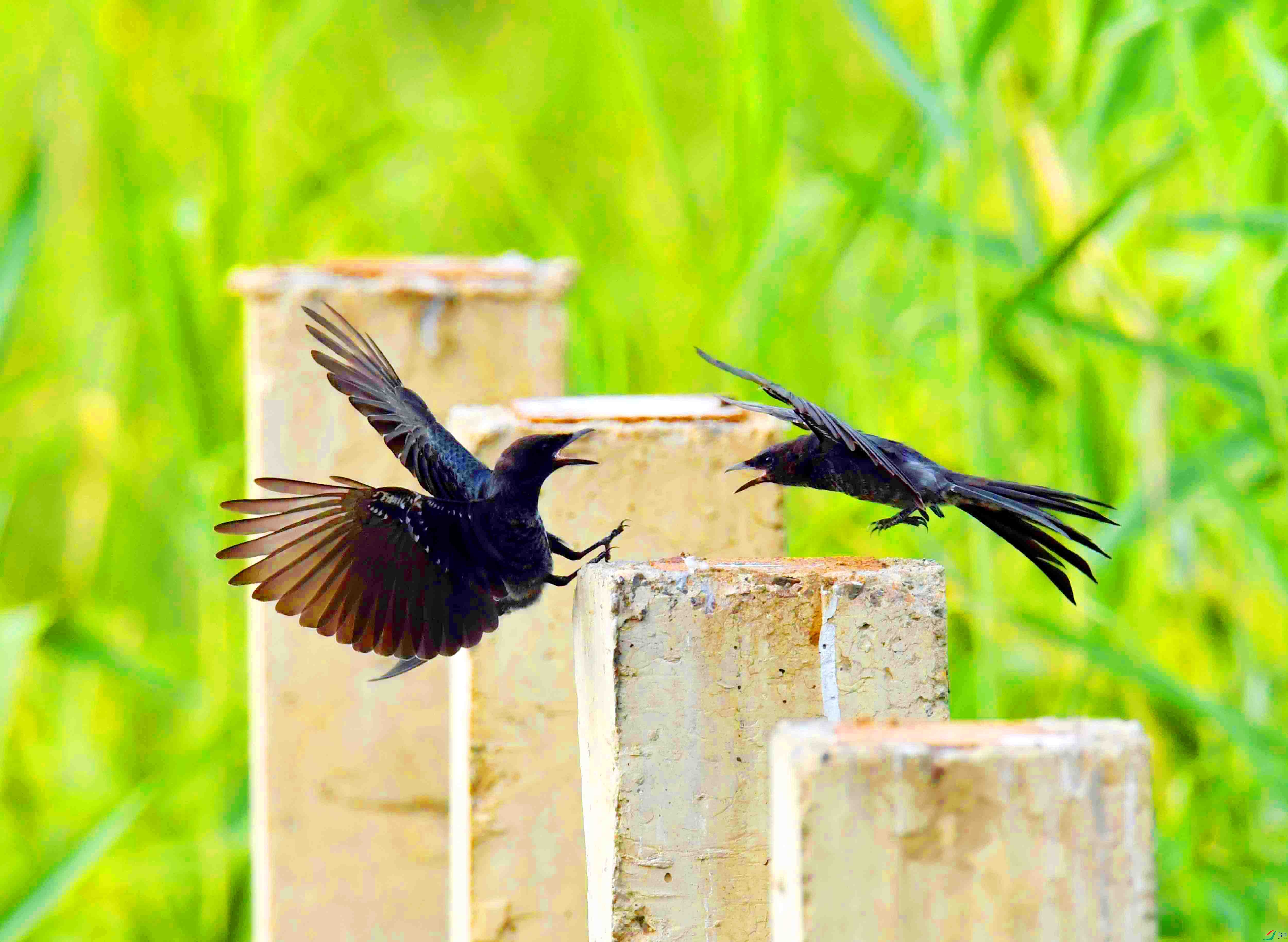 DSC_3105.JPG