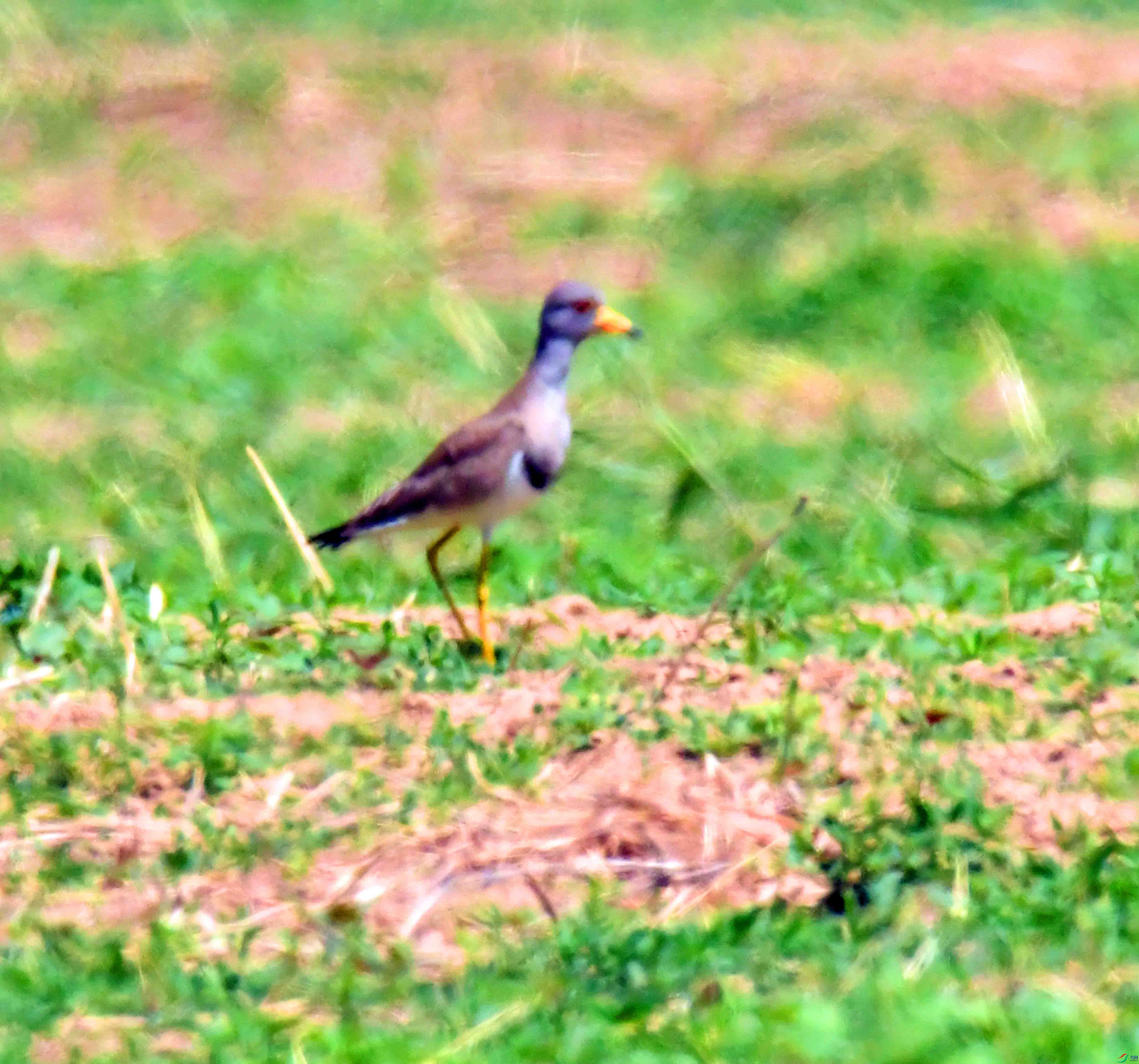 DSC_0302.JPG
