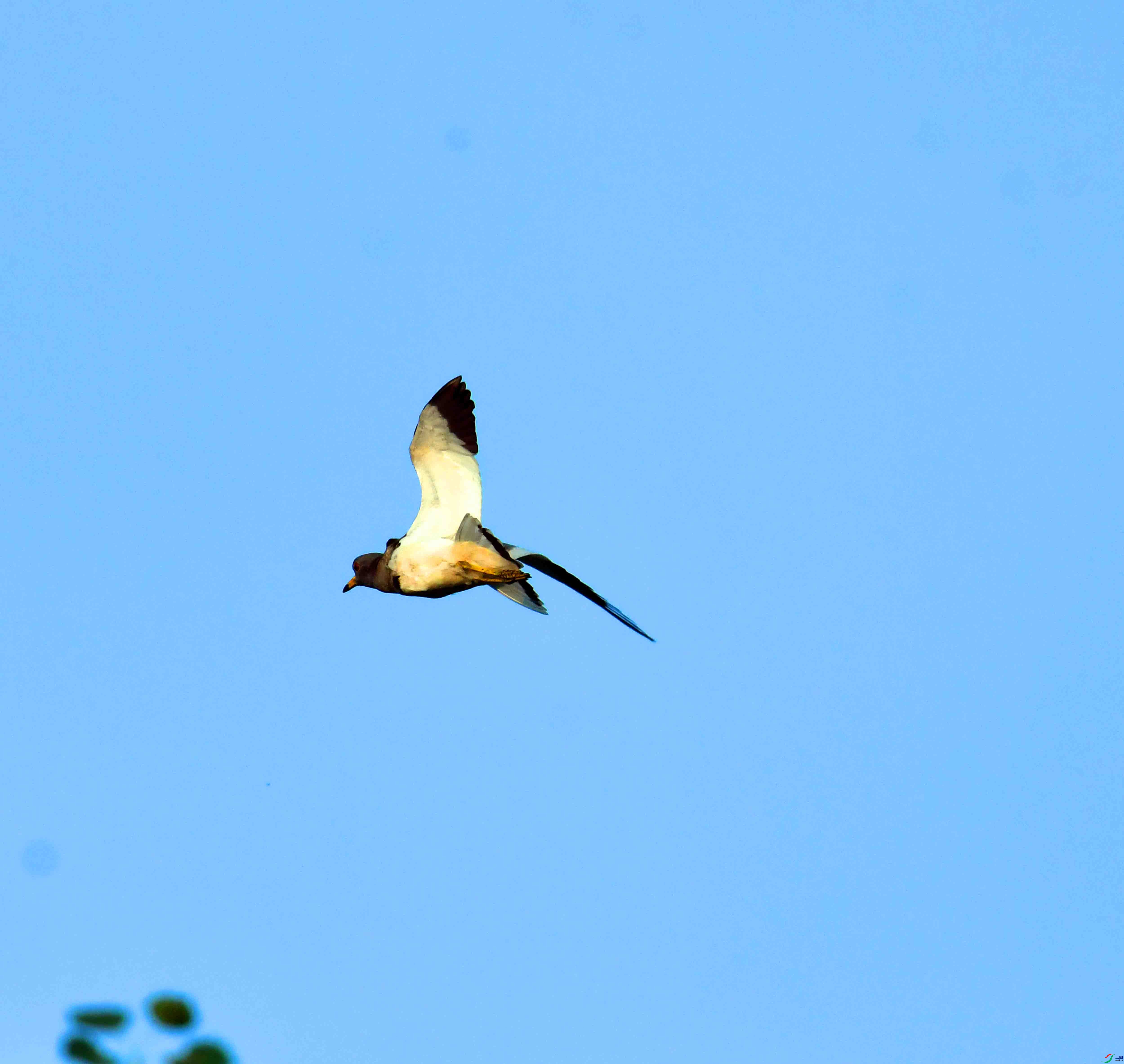 DSC_0678.JPG
