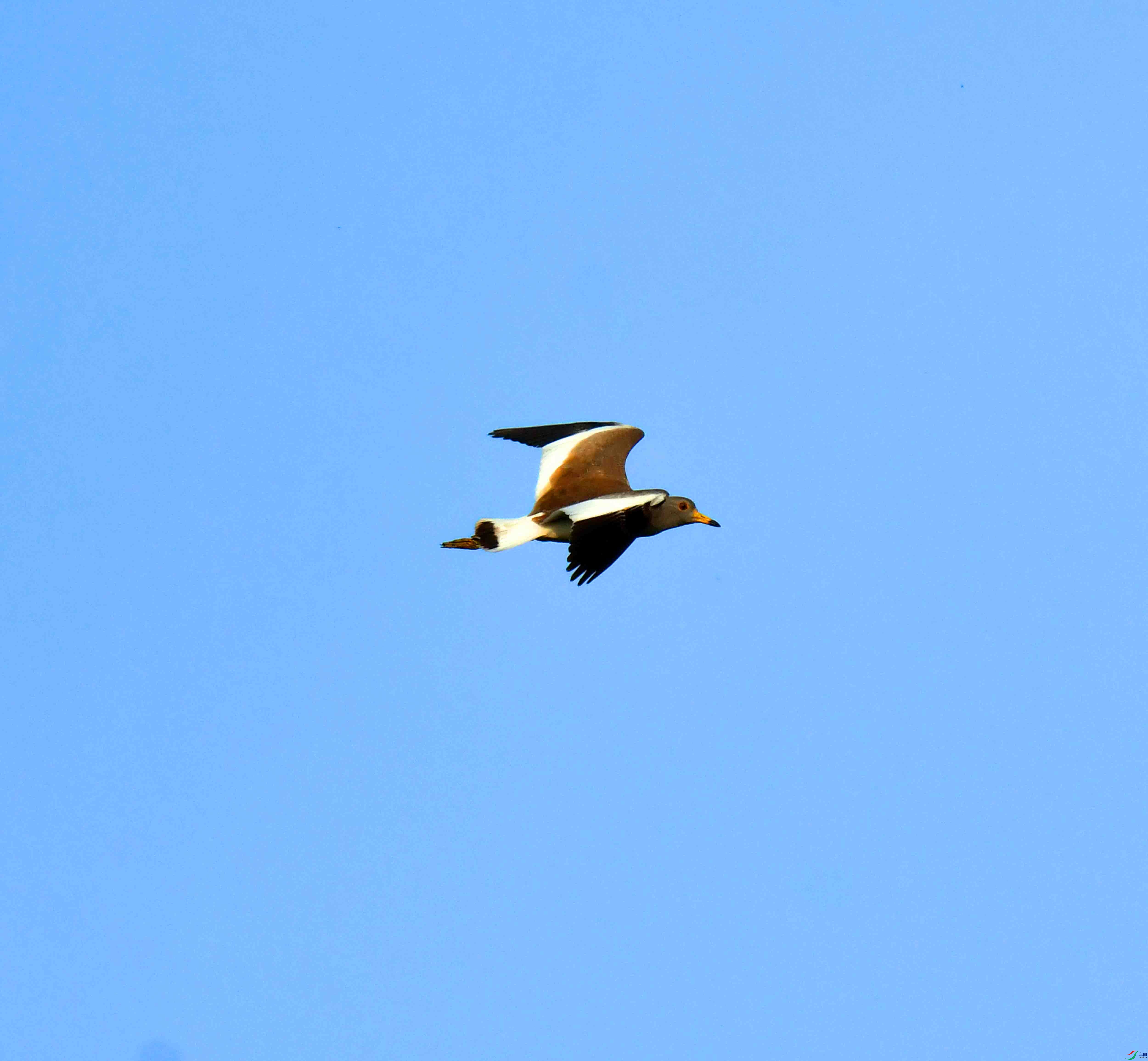 DSC_0687.JPG