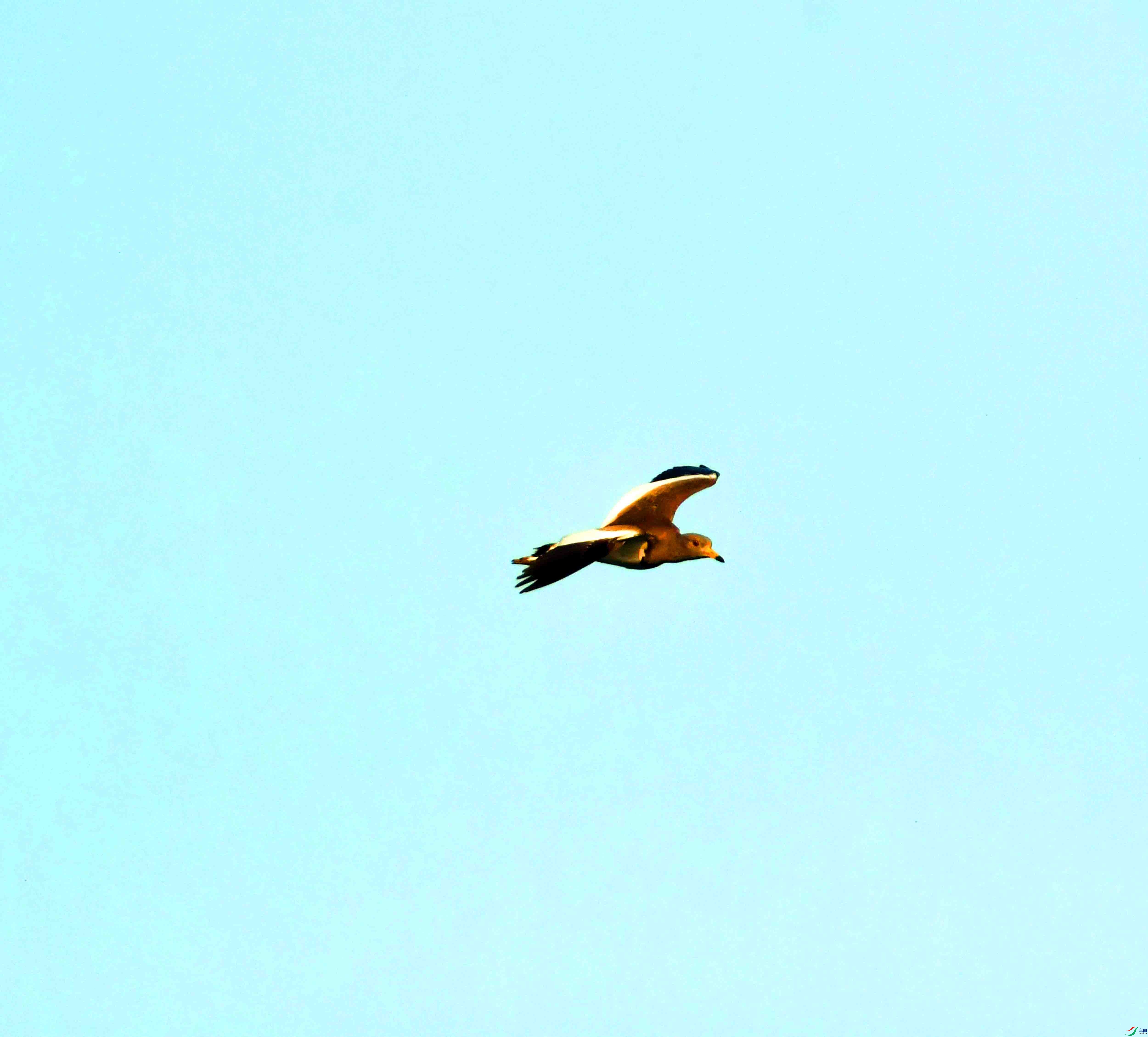 DSC_0689.JPG