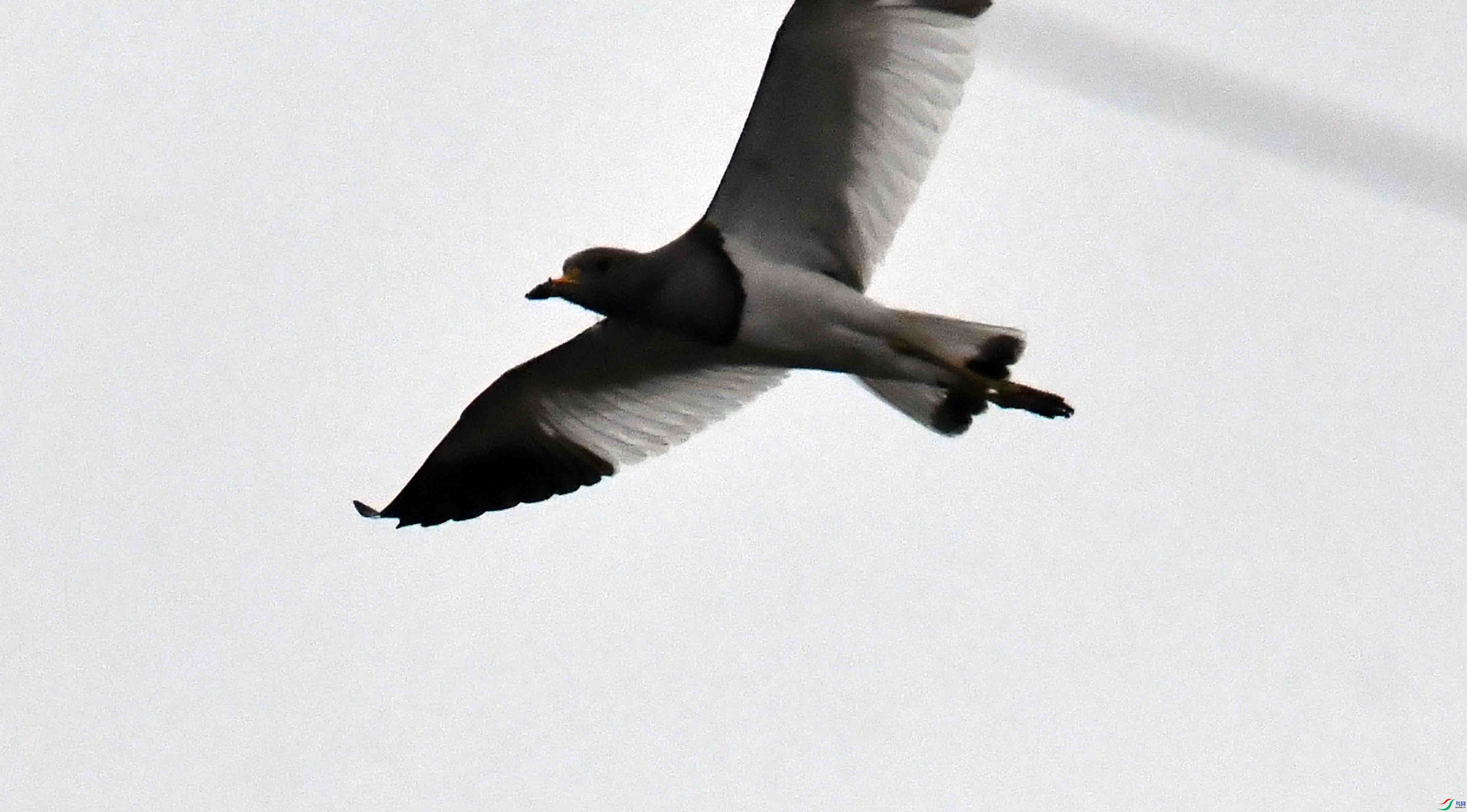 DSC_9818.JPG
