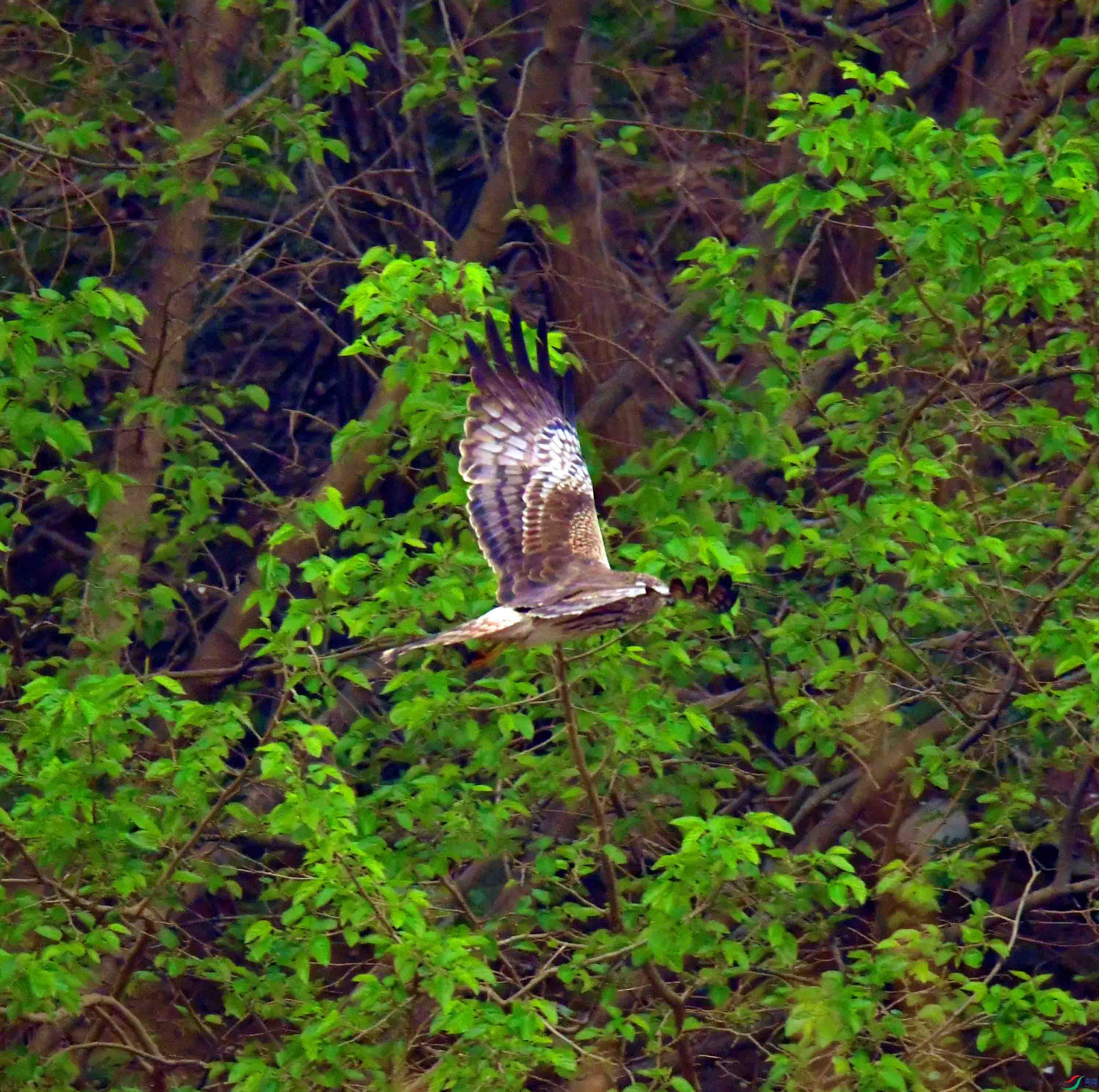 DSC_3263.JPG