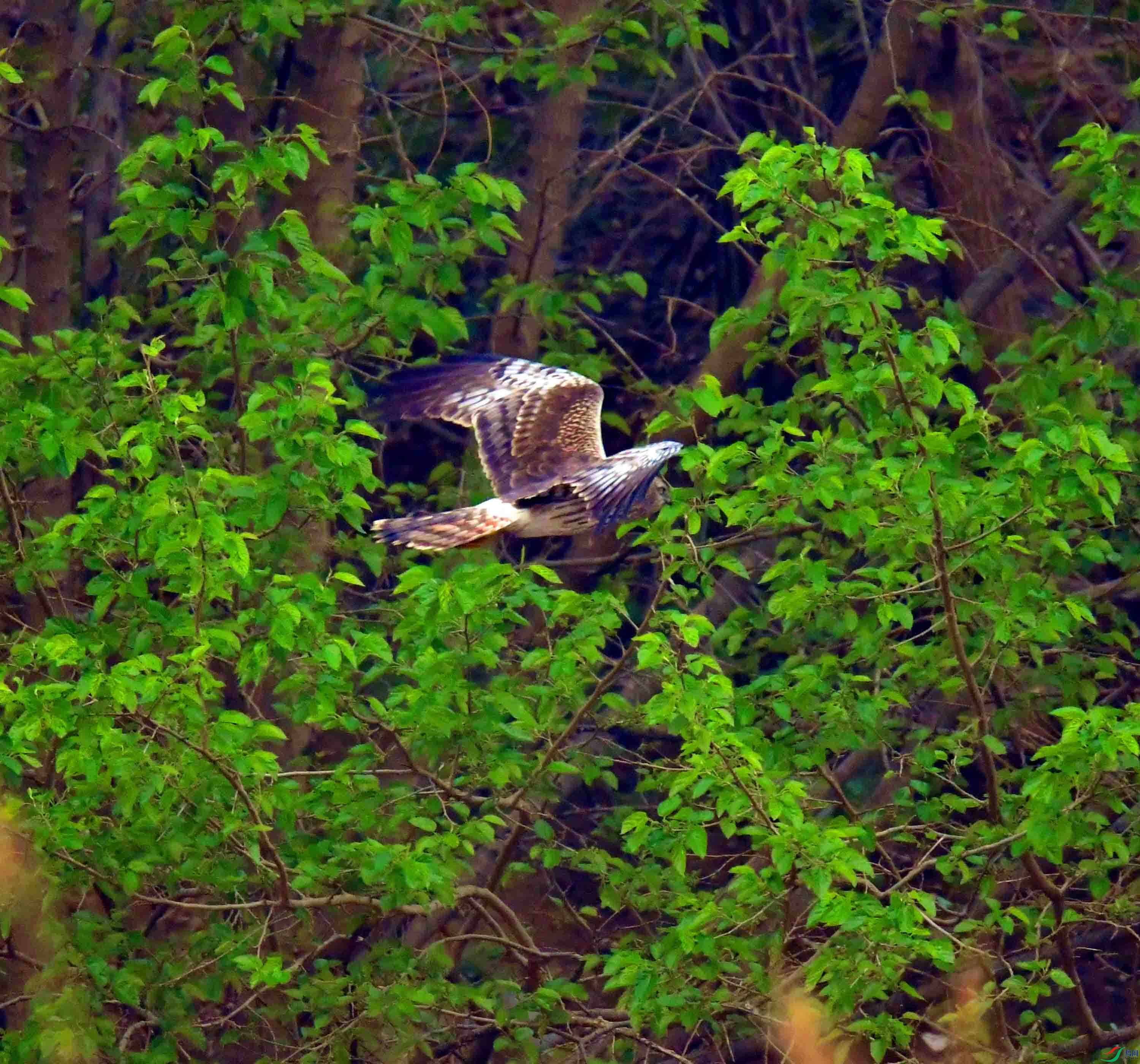 DSC_3262.JPG