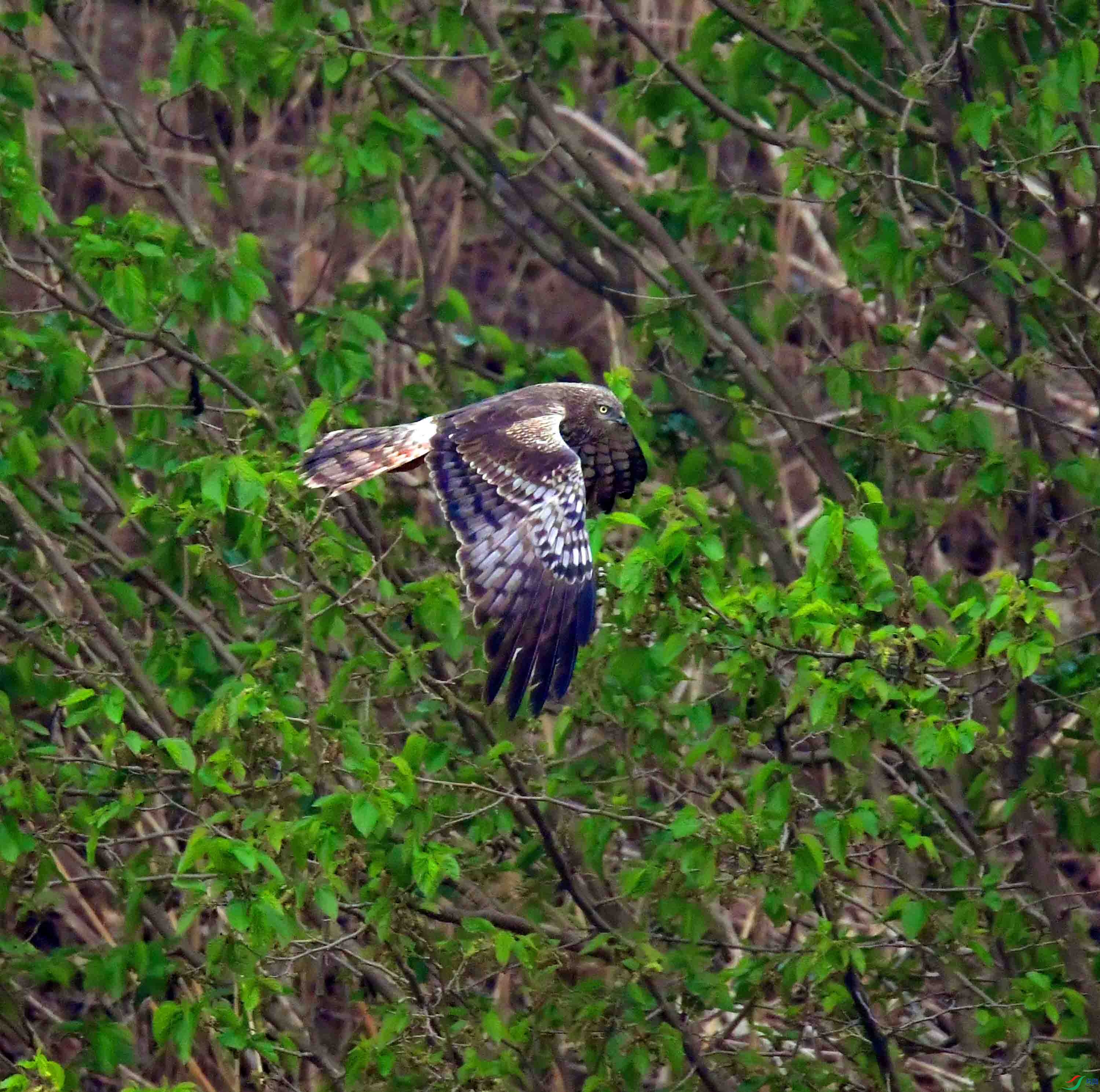 DSC_3265.JPG
