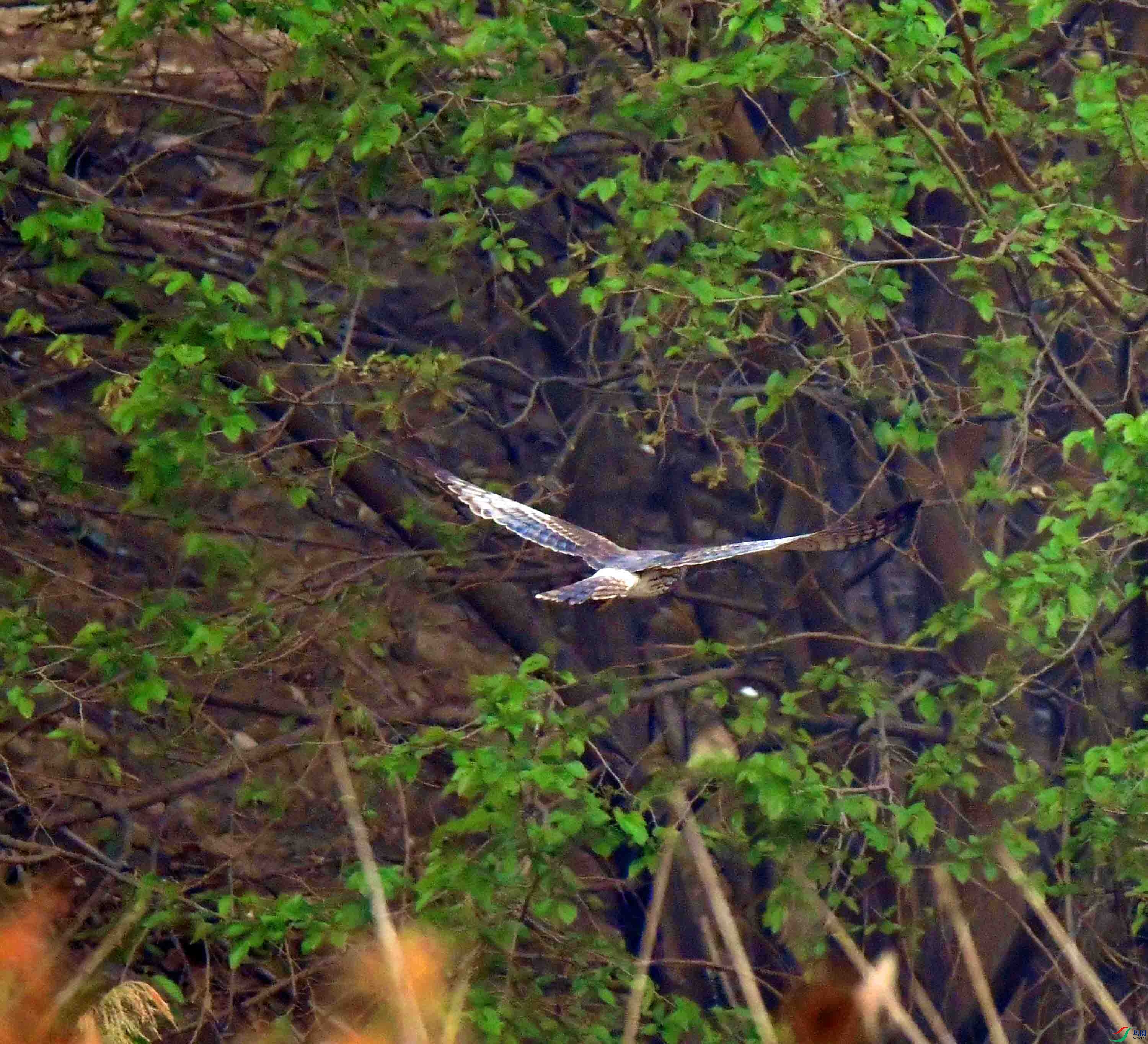 DSC_3295.JPG