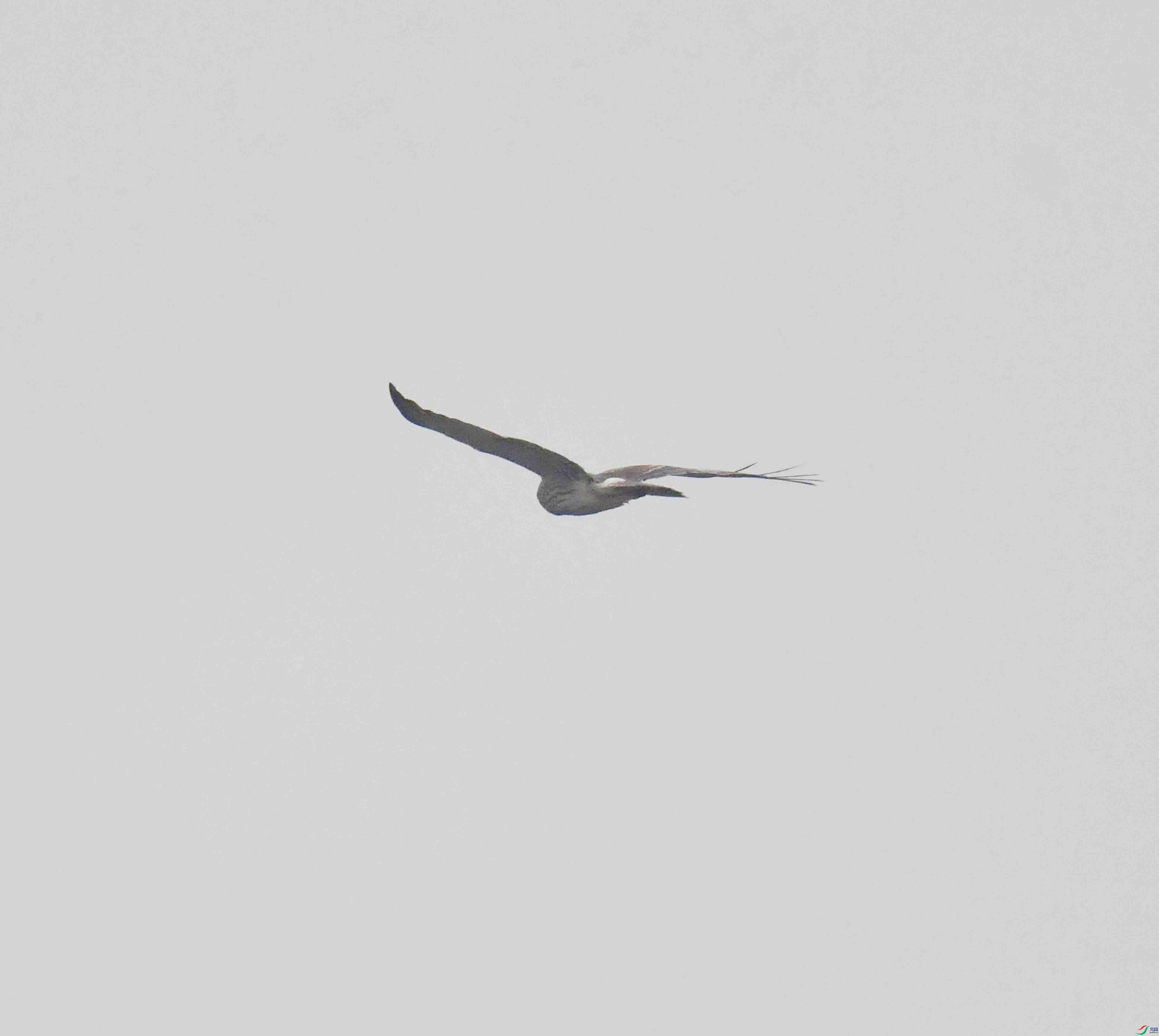 DSC_3335.JPG
