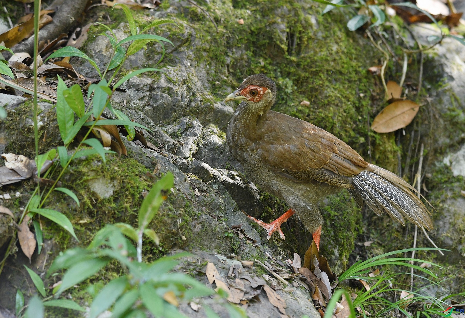 DSC_4265.jpg