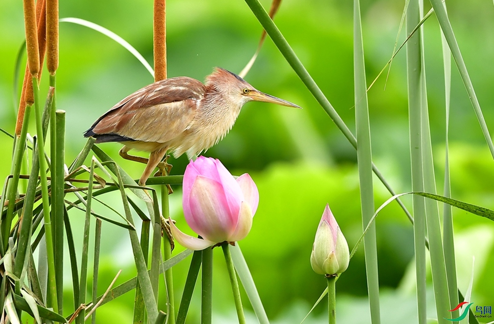 Ӧ�Ǻ�����ݡ�